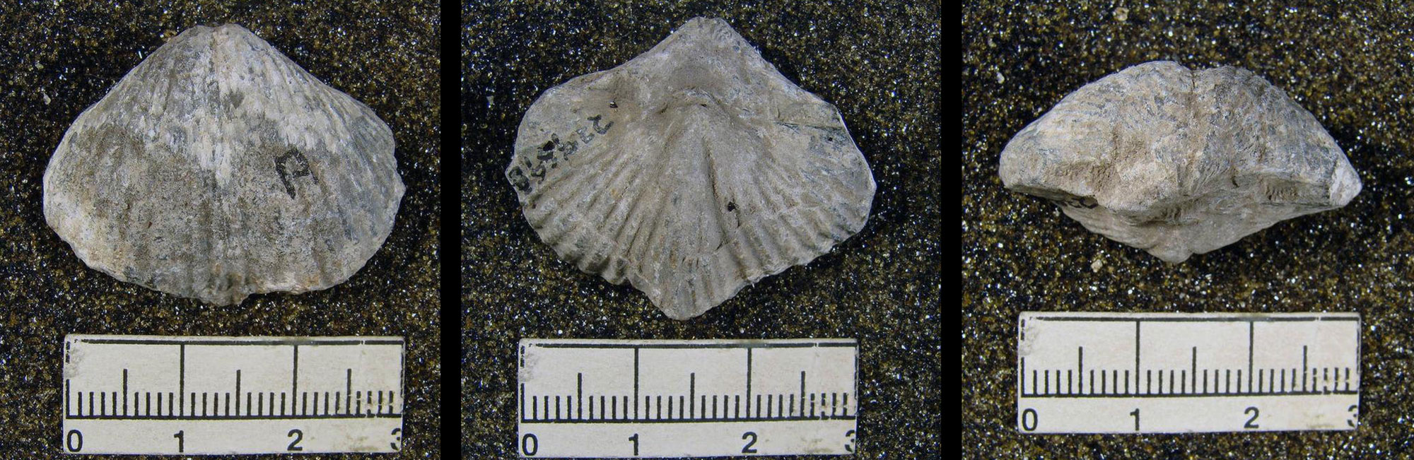 3-panel image of a brachiopod from the Pennsylvanian of Colorado. Panel 1: Top view showing roughly triangular shell with radiating ridges. Panel 2: Underside of the brachiopod, showing a similar-looking shell but with a fold on the plane of symmetry. Panel 3: Hinge of the shell. Shell is a little more than 3 centimeters wide.