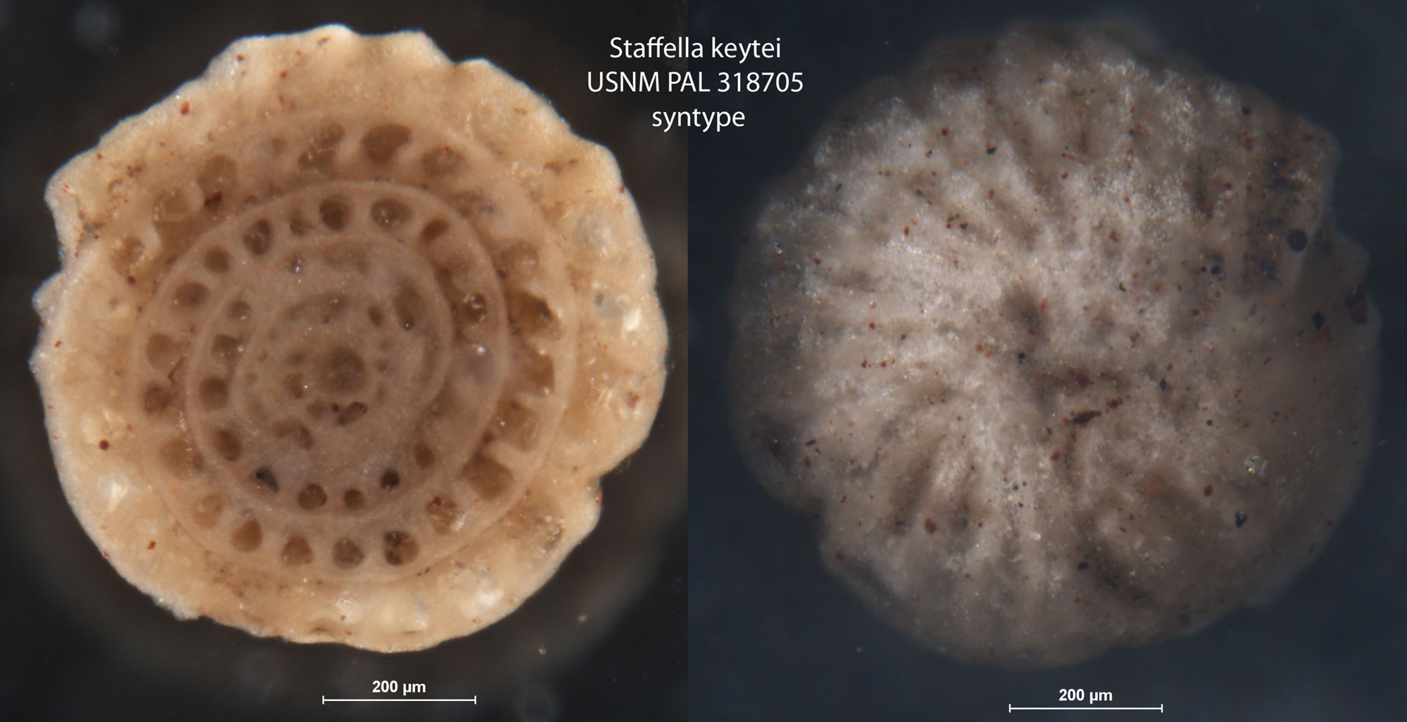 2-panel image showing photos of fusilinids. Panel 1: Fusilinid cut in half to show internal structure. The shell shows a spiraling structure with chambers. Panel 2: Outside of a fusilinid. The shell is off-white with a faint pattern of radiating lines.