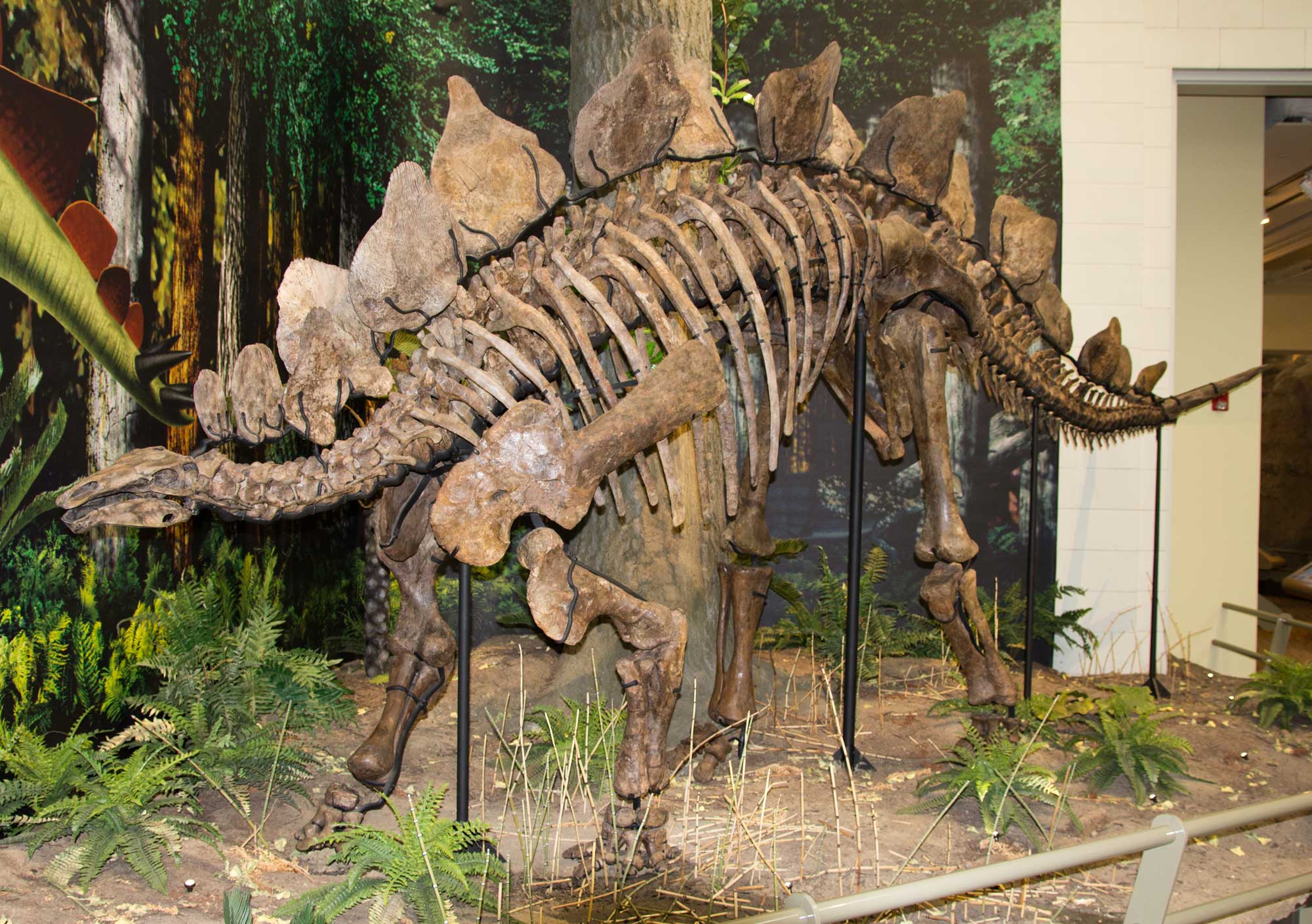Photograph of the skeleton of Stegosaurus ungulatus on display in a museum. Stegosaurus is a four-legged, plant-eating dinosaur. It has a small head. Its most distinctive feature is two rows of large, bony plates that stick up from its back. Stegosaurus also typically as tail spikes, although they appear to be absent in this specimen.