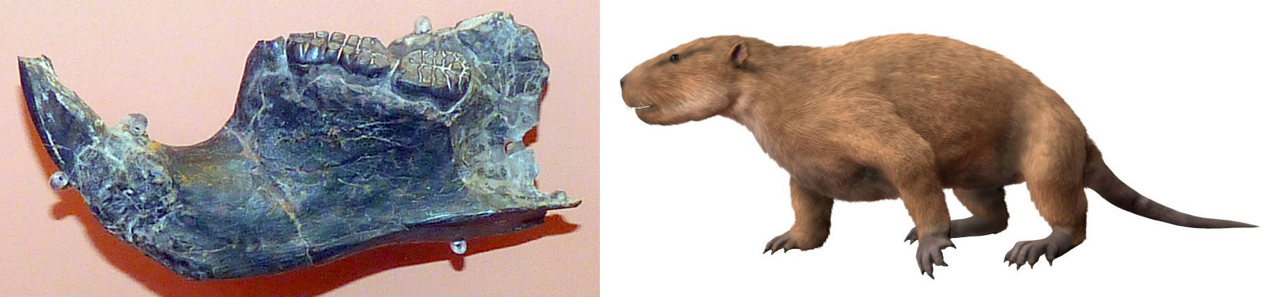 2-Panel image fo the multituberate mammal Taeniolabis from the Paleocene of New Mexico. Panel 1: Photograph of the jaw mounted on a wall. The front of the jaw curves upward into a point. The teeth are flat and rectangular with multiple cusps. Panel 2: Reconstruction of the living animal showing is as a woodchuck or beaver-like creature with a thin, pointed tail.