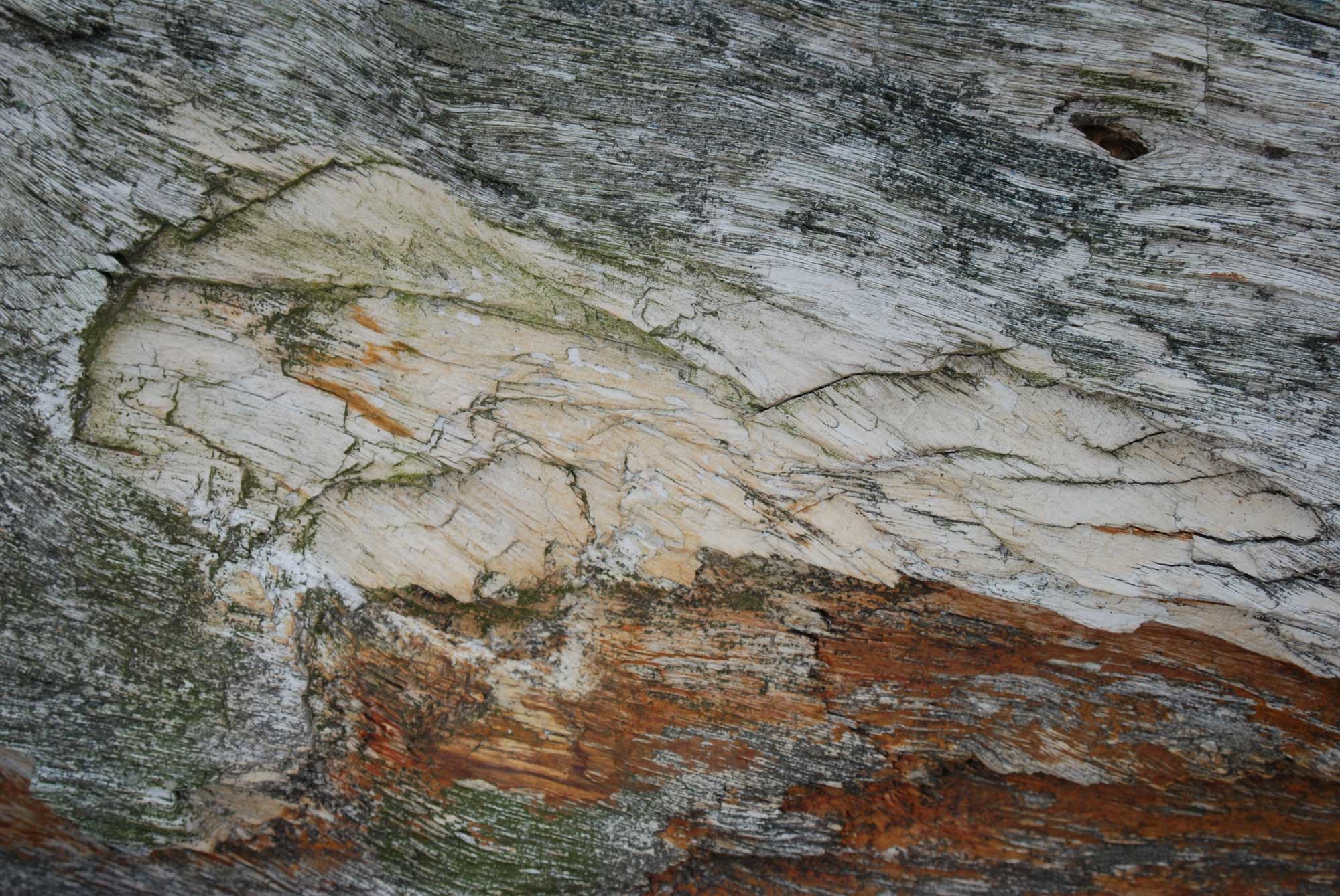 Photograph of petrified wood in close-up. Photo shows beige and rusty-colored wood. The wood grain can be seen.