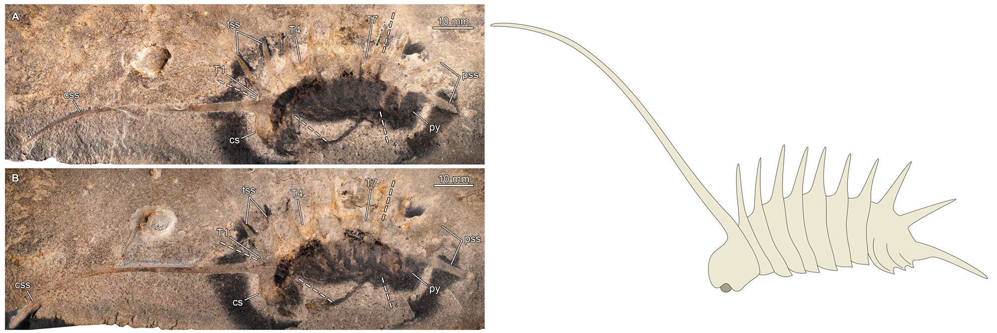 3-panel image of the soft-bodied arthropod Thelixiope from the Cambrian of Utah. Panels 1 and 2 show the part and counterpart of a single specimen. The animal has a spine that is as long as or longer than its body extending from the top of its head. The body behind the head is made up of segments, each with one prominent spine projecting from the top. Specimens are several centimeters long. The third panel is a drawing showing how the arthropod may have appeared in life.