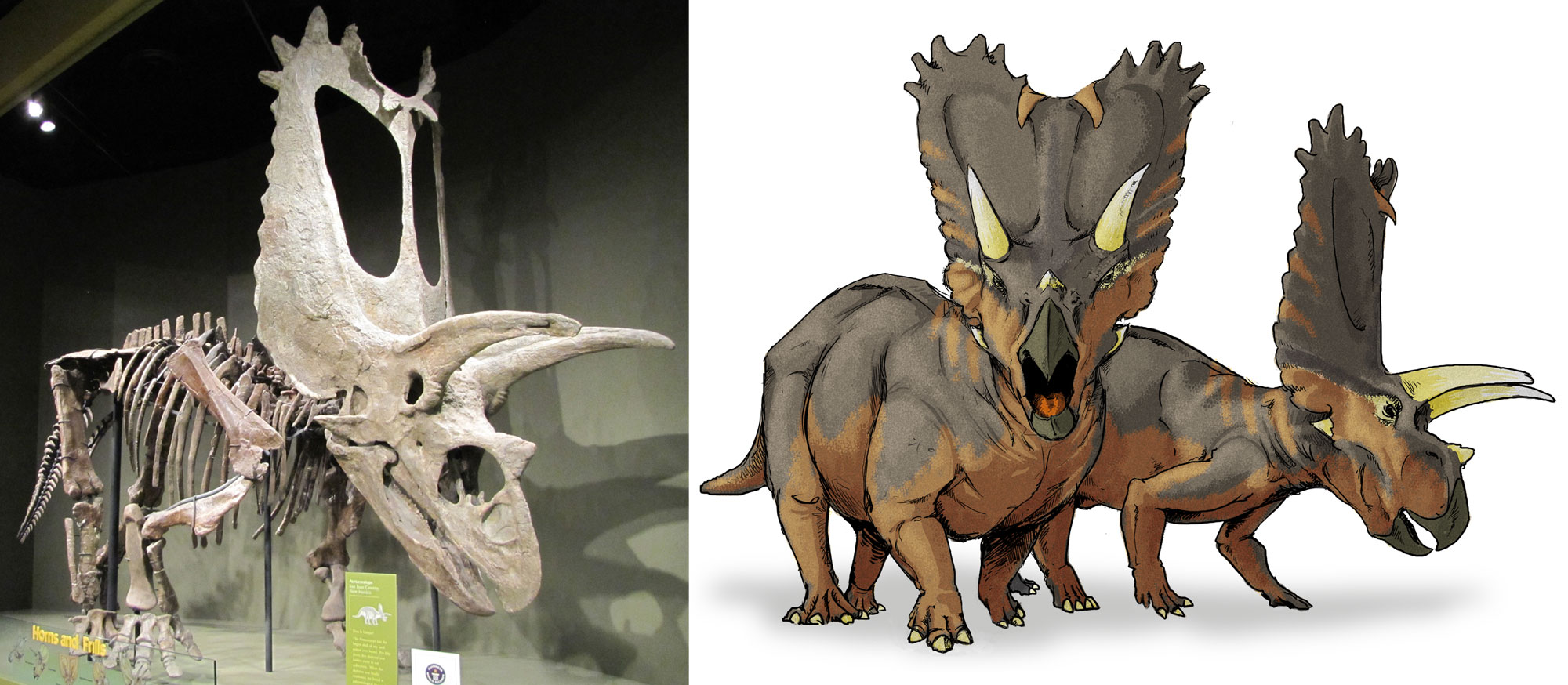2-panel figure of Titanoceratops from the Cretaceous of New Mexico. Panel 1: Photograph of a mounted skeleton of Titanoceratops on display at a museum.Panel 2: Drawing reconstructing the animals in life. The animals are four-gelled with stout bodies and relatively short tails and necks. The head has a large frill, a long horn over each eye, and a small nose horn. The mouth is beak-like.