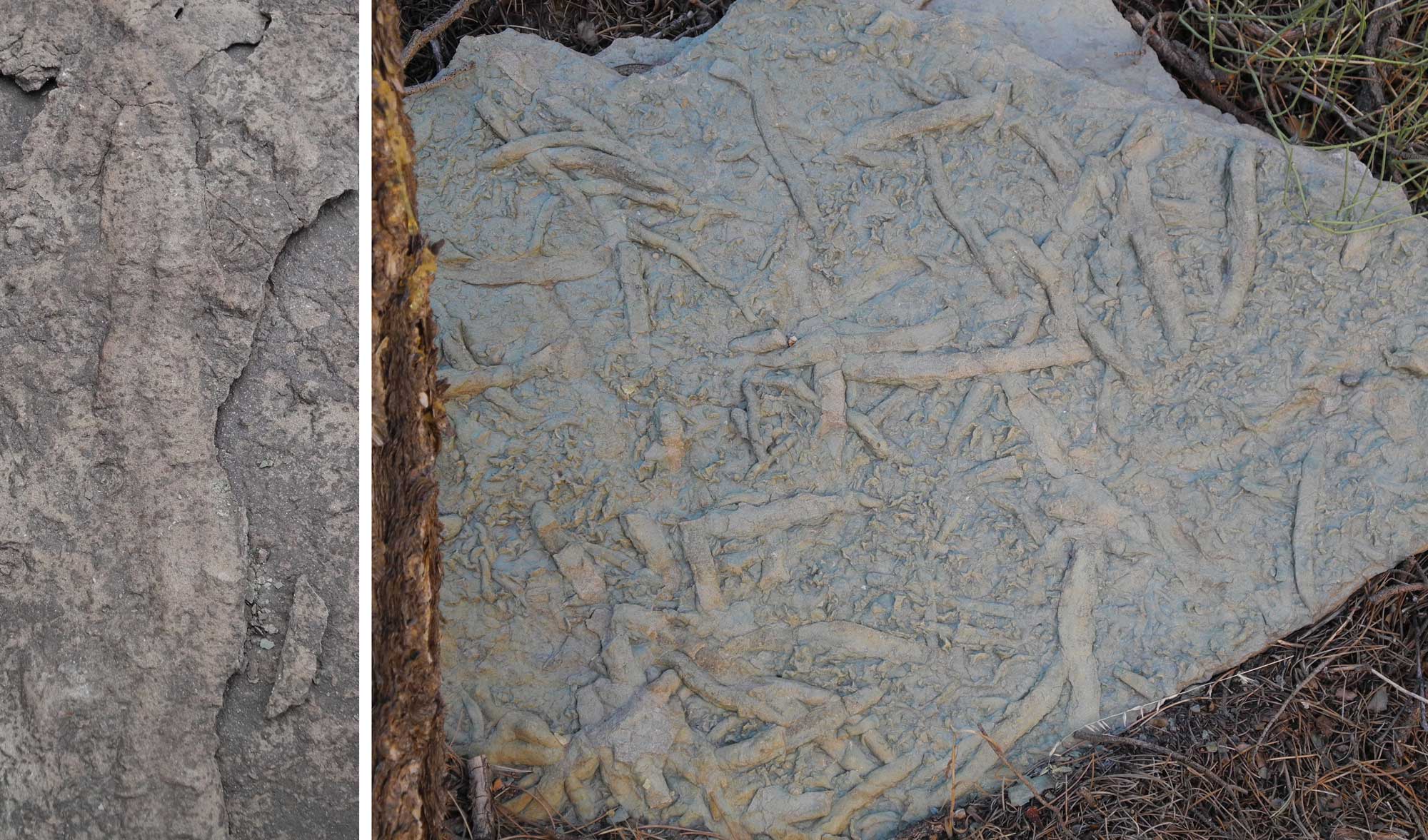 2-panel figure showing photos of trace fossils from Grand Canyon National Park. Panel 1: Cruziana, a linear trace with a central depression often attributed to trilobites. Panel 2: A slab with overlapping traces, including worm burrows and Cruziana.