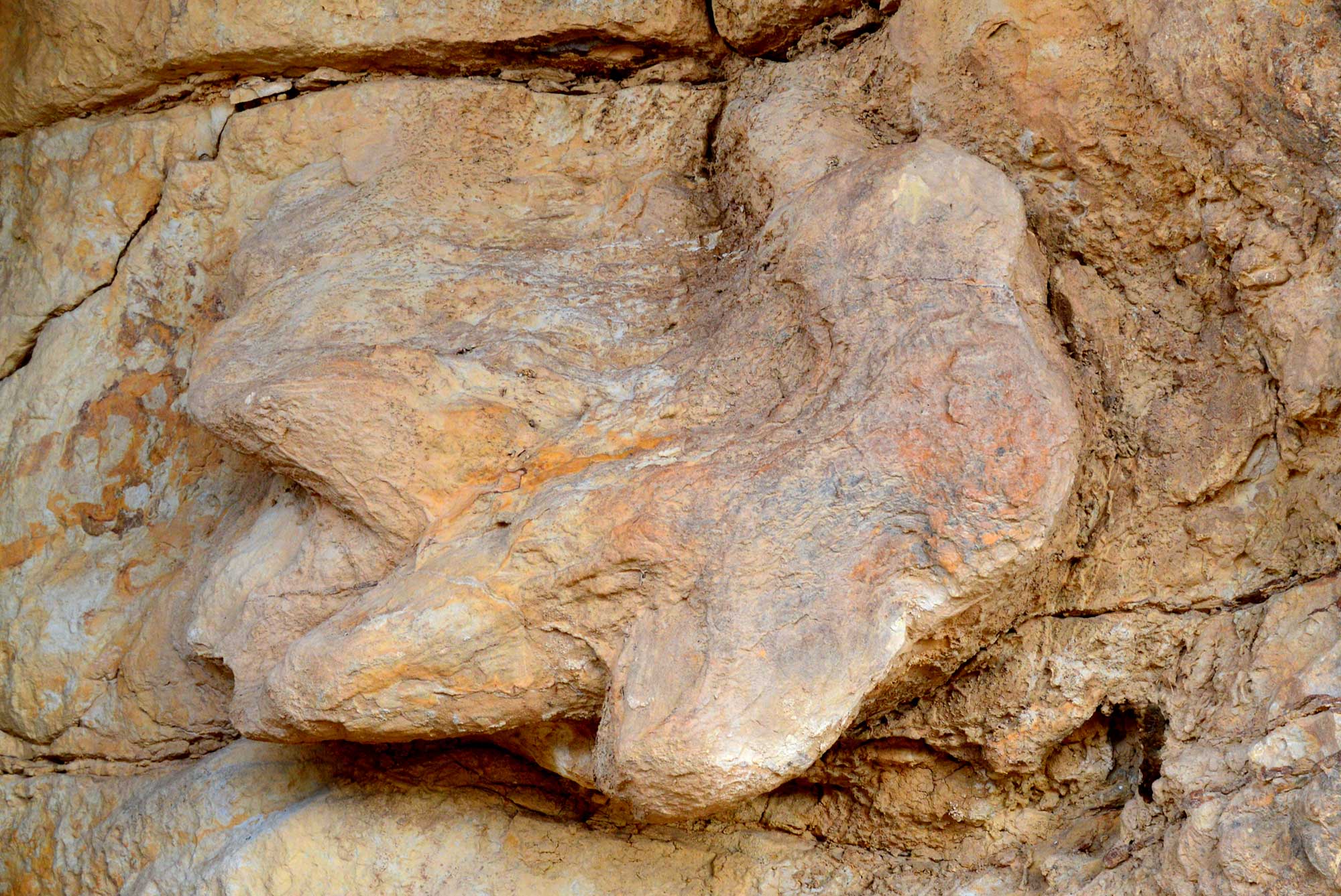 Photograph of a Cretaceous dinosaur track from Colorado. The track is in light orangish-brown rock. In appears to have three toes, although it is a little distorted.