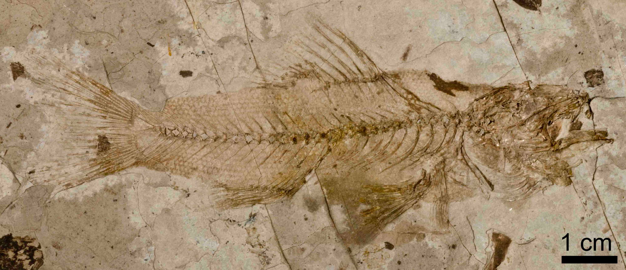 Photo of a fossil pirate perch (a type of fish) from the Eocene Florissant Fossil Beds, Colorado. The fish is shown in lateral (side) view and the skeleton is relatively complete. Scales can be seen on the body.