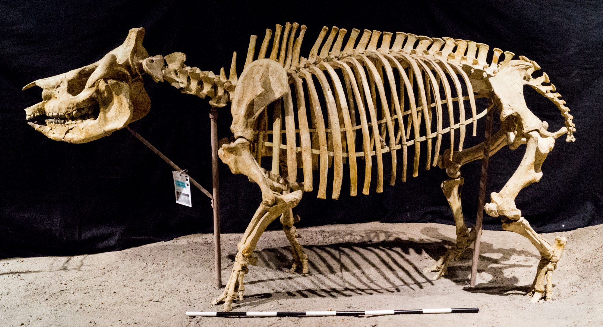 Photograph of the mounted skeleton of a rhinoceros from the Paleogene of eastern Colorado. The animal is stout, walks on all four legs, and has a large, robust head.