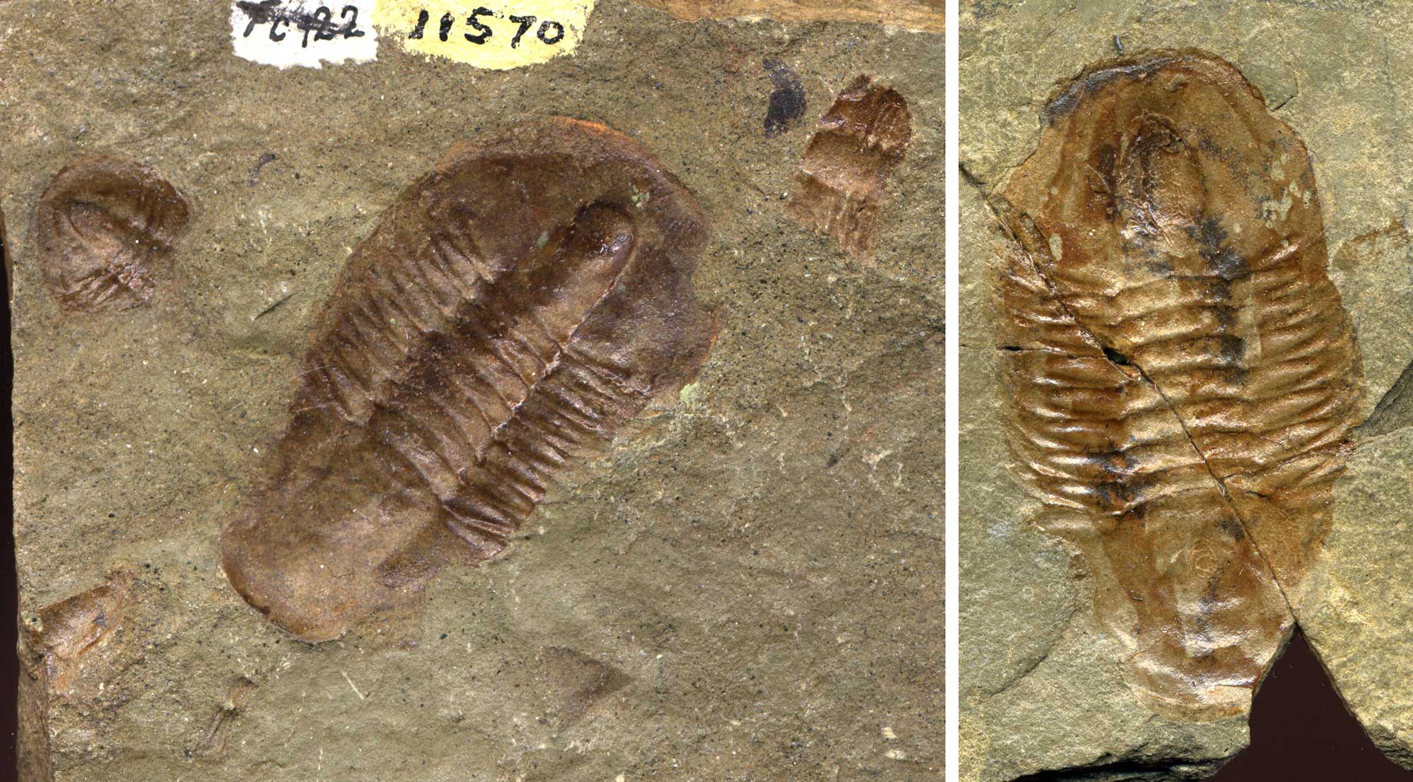 2-panel figure showing photographs of trilobites from the Cambrian Bright Angel Shale, Grand Canyon. Panel 1: specimen with a single whole trilobite and several trilobite fragments; the whole trilobite has no spines or ornamentation. Panel 2: Specimen of a single whole trilobite; this trilobite looks similar to the complete trilobite in the first panel.