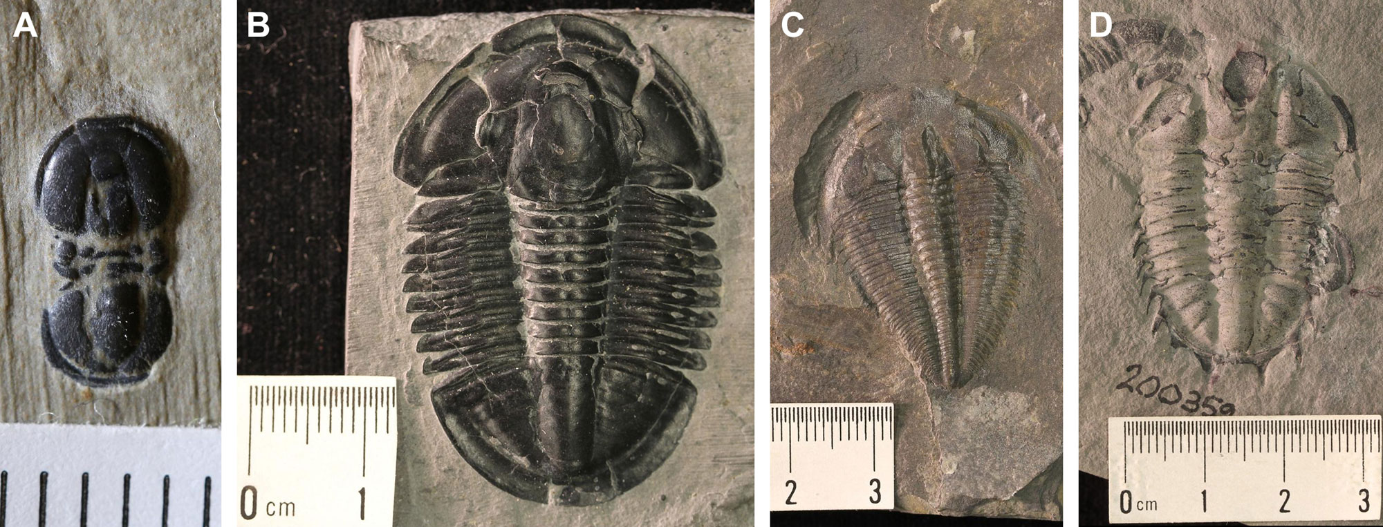 4-Panel image of trilobites from the Cambrian of Utah. Panel 1: A short, oval-shaped trilobite with rounded front and back and few segments. Panel 2: A trilobite that is several centimeters long with a short, broad head and pygidium. Between, there are about 10 segments. Panel 3: A trilobite with a short, broad head and a body that tapers toward the pygidium (back end). Panel 4: A poorly preserved trilobite that is roughly oval in shape with distinct short spines projecting from the sides and back of the body. All the trilobites are small (less than 1 centimeter to several centimeters long.)