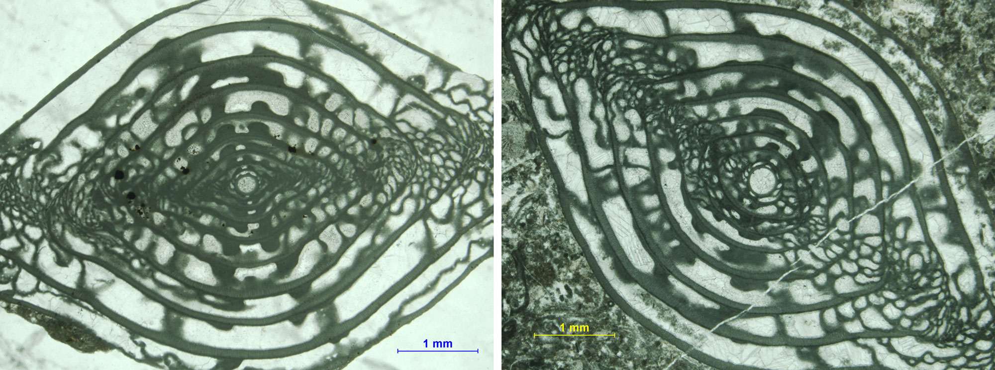 2-panel image showing large fusilinid fossils from the Pennsylvanian of New Mexico in section. Both photos show fusiform structures (structures that taper at the sides) made up of a concentric series of shell layers.