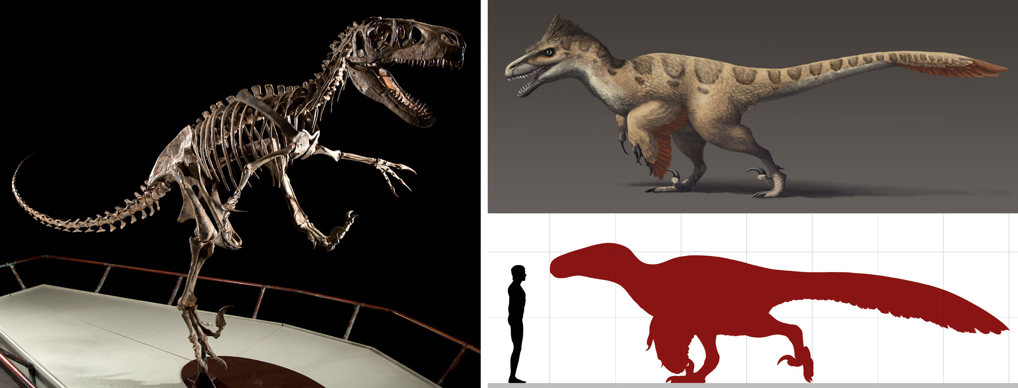 2-Panel image of Utahraptor, a predatory dinosaur from the Early Cretaceous of Utah. Panel 1: Photo of a reconstructed skeleton on display in a museum showing rear feet, each with a large retracted claw on the inner toe. Panel 2: Illustration of the animal during life. It is covered with feathers, has a long tail, and forearms that long like short wings. The head has a mount with pointed teeth. Panel 3: Drawing showing the silhouettes of Utahraptor and an adult man. Utahraptor is slightly taller than the person.
