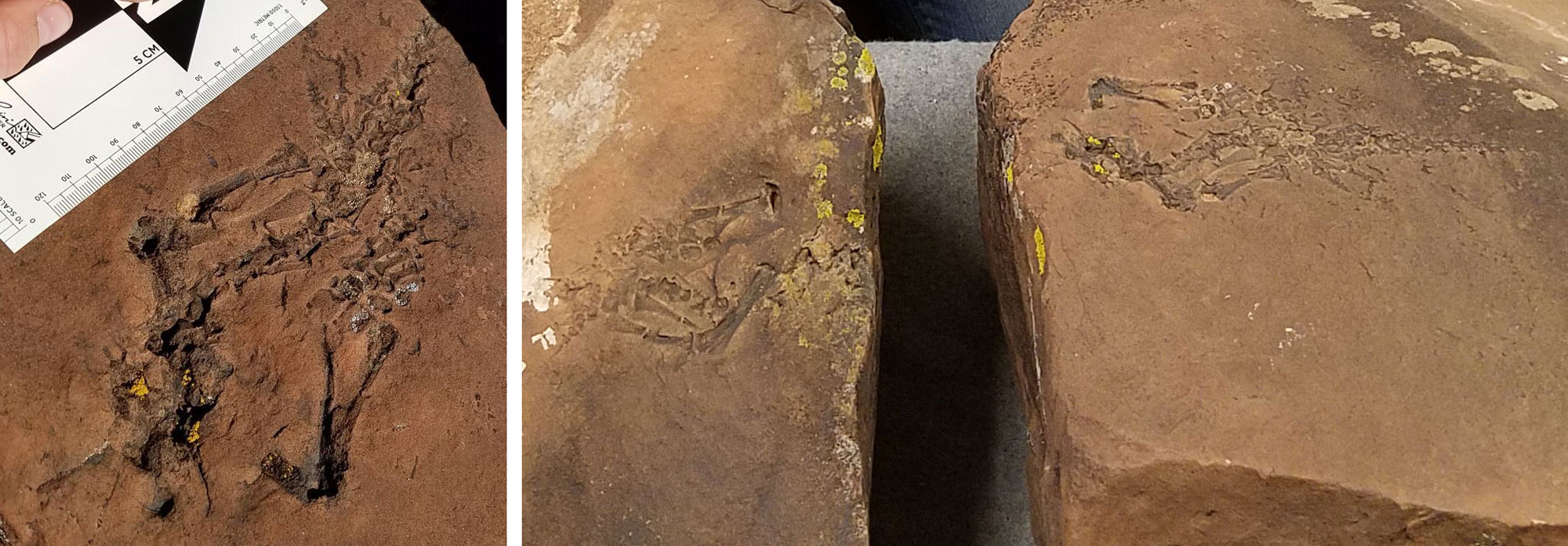 2-panel figure showing photos of a fossil vertebrate discovered in the Permian Arroyo de Alamillo Formation of New Mexico. Panel 1: Back end of the animal showing bones of the rear leg and tail. Panel 2: Same specimen with its counterpart.