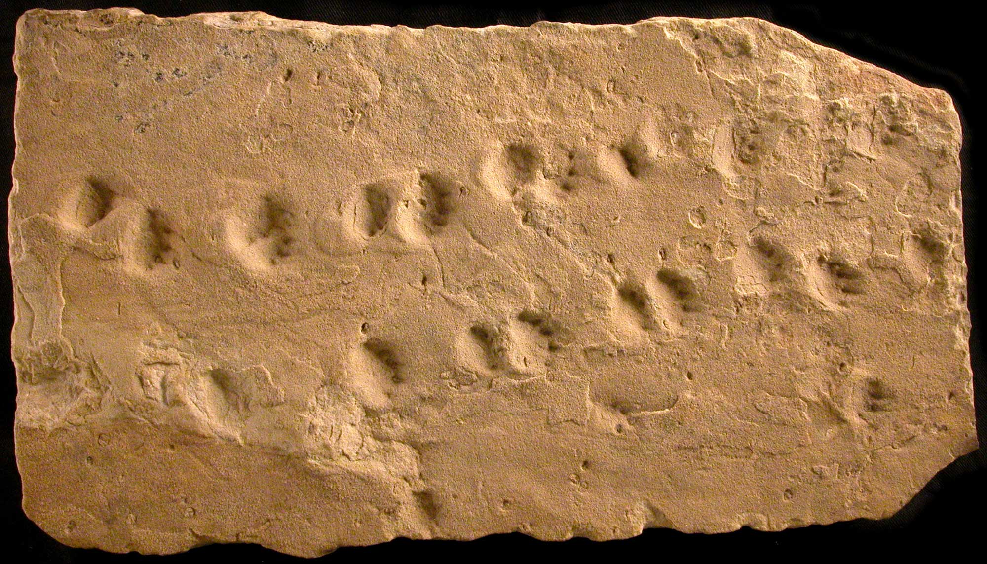 Photograph of a light brown rock slab with a vertebrate trackway. Each track is wider than long and has pointed or clawed feet.