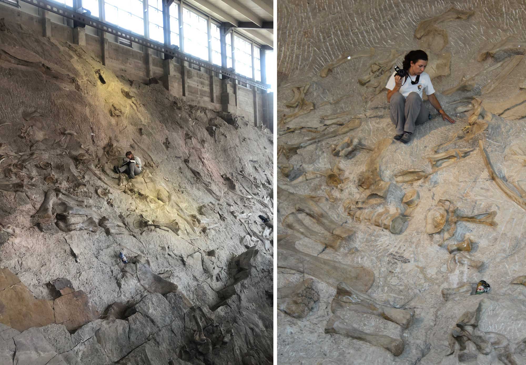 Two-panel figure showing the "Wall of Bones" at Dinosaur National Monument. The wall is a slanted rock wall with a jumble of dinosaur bones that have been exposed and left in place, where they can be viewed by visitors. Panel 1: A woman sits on the wall and appears to be taking notes. Panel 2: A woman sits on the wall with a camera strap around her neck; she is holding a large camera in her right hand..