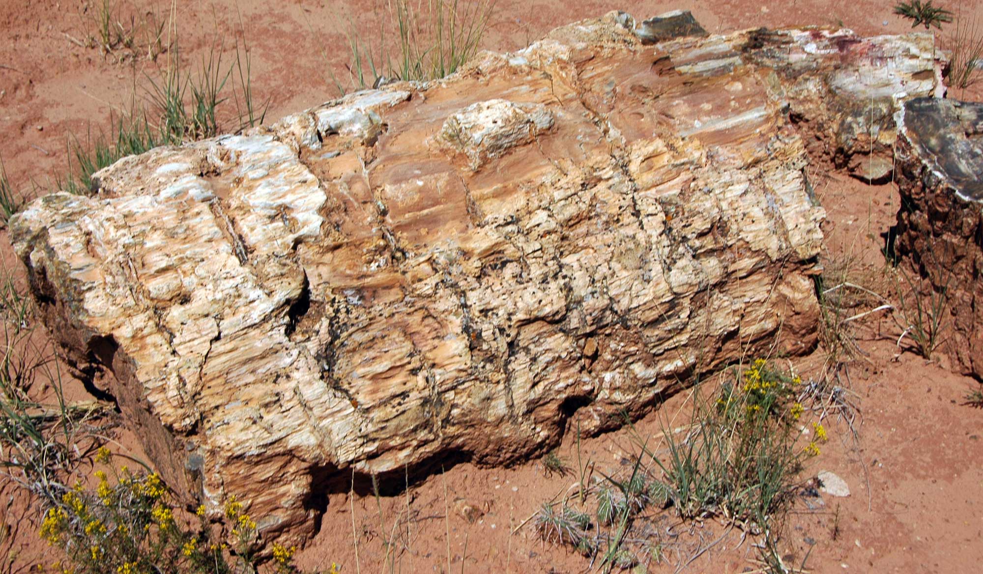 Photograph of a petrified log from Escalante Petrified Forest in the Jurassic Morrison Formation of Utah. The log looks like a weathered pieces of wood. It is light brown or beige in color.