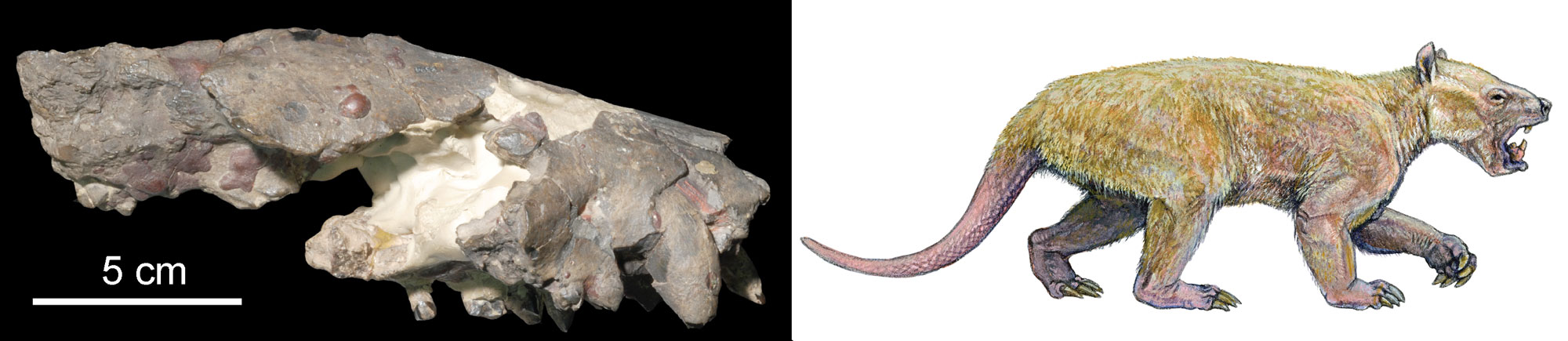 2-Panel image fo the mammal Wortmania from the Paleocene of New Mexico. Panel 1: Photo of the top of the skull from the side; large teeth can be seen. Panel 2: Reconstruction of the living animal showing a stout, 4-legged creature with long teeth, small ears, a strangely square jaw, and a long, hairless tail. The feet have long claws.