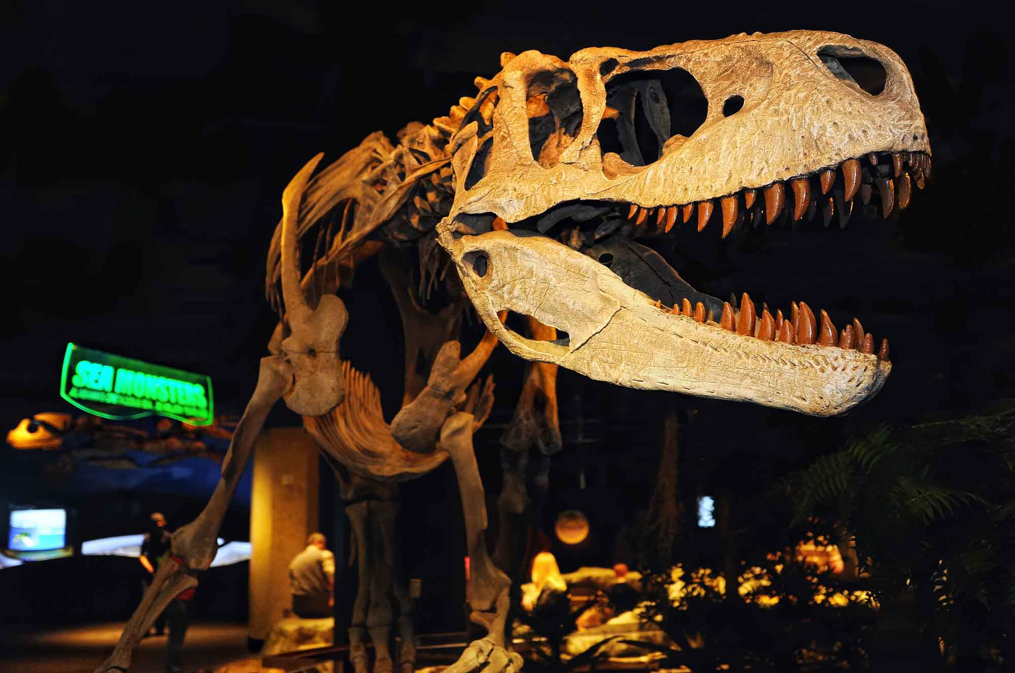 Photograph of the skeleton of the dinosaur Appalachiosaurus on display at the McWane Science Center.
