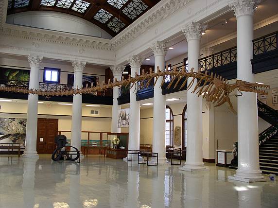 Photograph of fossils on display inside the Alabama Museum of Natural History.