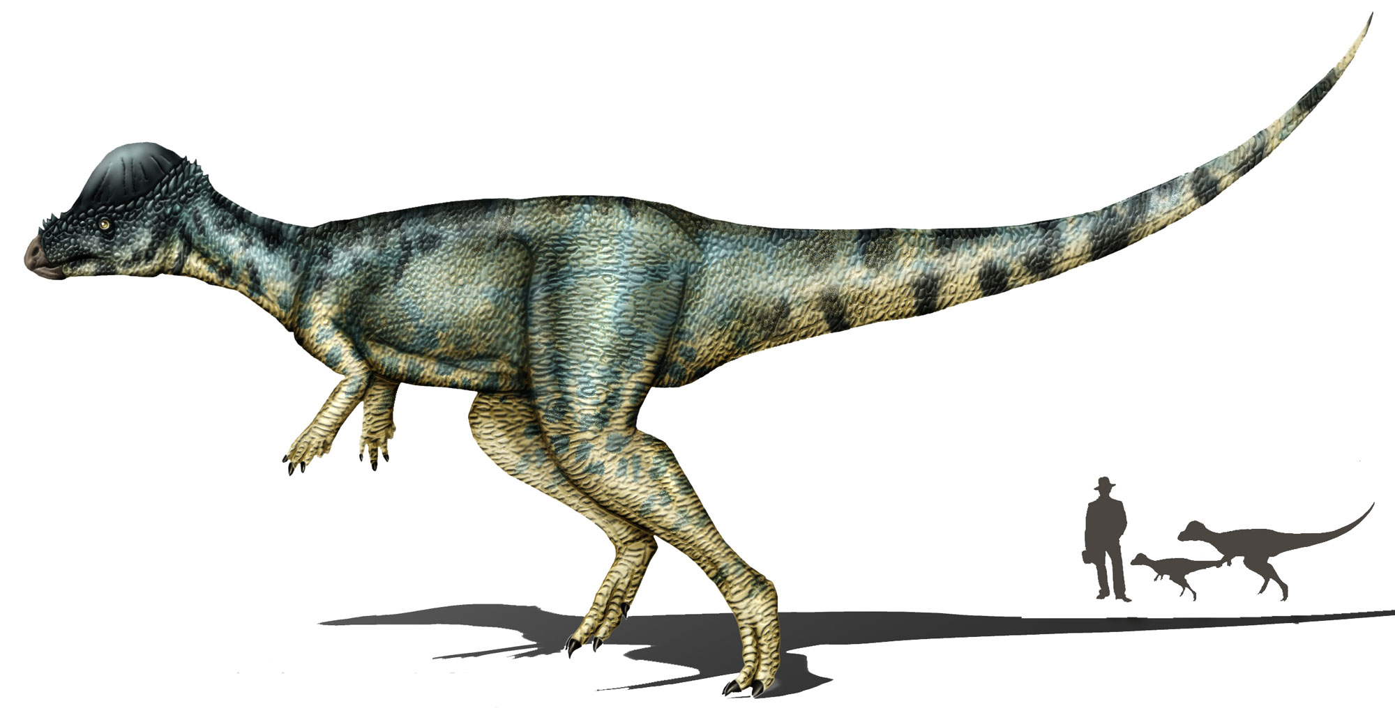 Illustration of Alaskacephale, a pacycephalosaur. The dinosaur is bipedal (runs on two legs) and has relatively short arms. The head is small with a dome-like crown. The long tail extends backwards from the body off the ground. At the bottom right is a silhouette of a man standing next to two pacycephalosaurs . The man is taller than both dinosaurs.