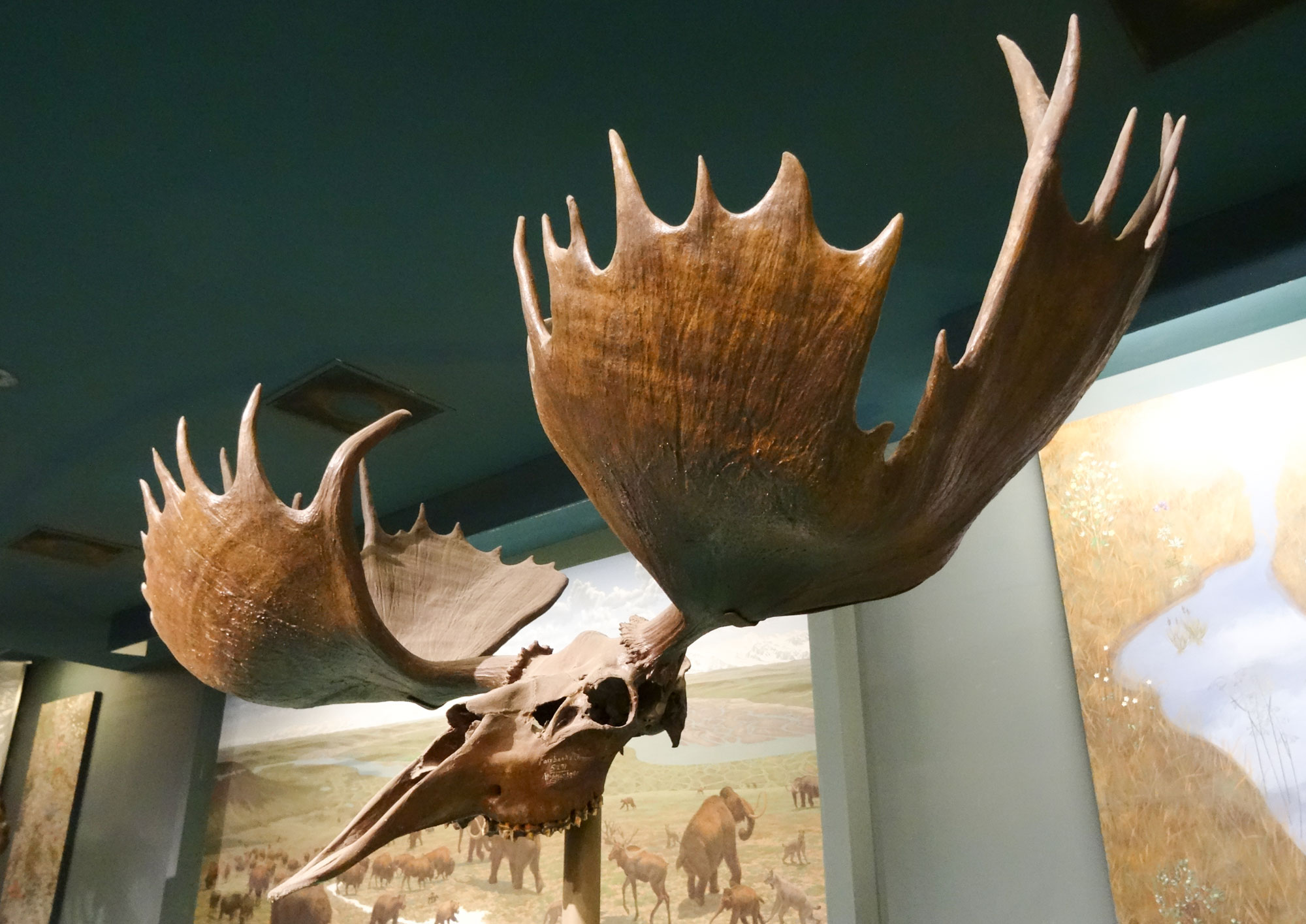 Photograph of the skull of a moose from the Pleistocene of Alaska on display in a museum. The skull is dark brown and has large, flat horns that splay outward and turn slightly upward. The horns have jagged margins.