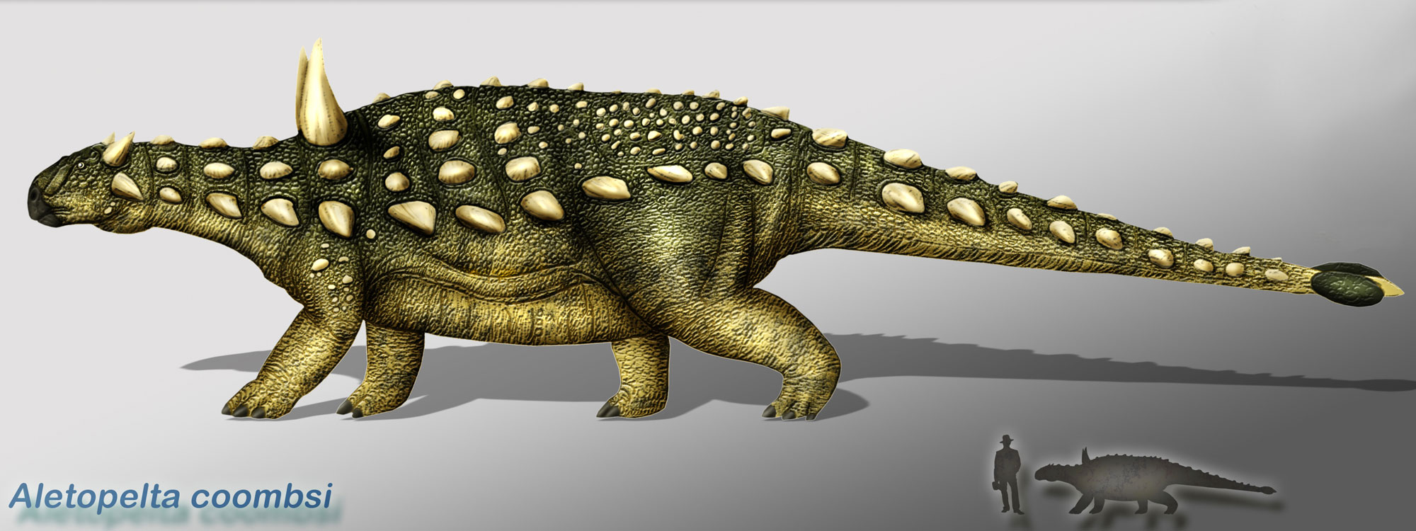 Illustration showing a life reconstruction of Aletopleta, an armored dinosaur from the Cretaceous of California. The dinosaur walks on four short legs, has a longish neck ending in a small head with a break-like mount, and a long tail. The back of the animal has rows of large spikes and the tail ends in a club. The dinosaur was about half as tall as a grown man, as indicated by small silhouettes in the corner of the illustration.