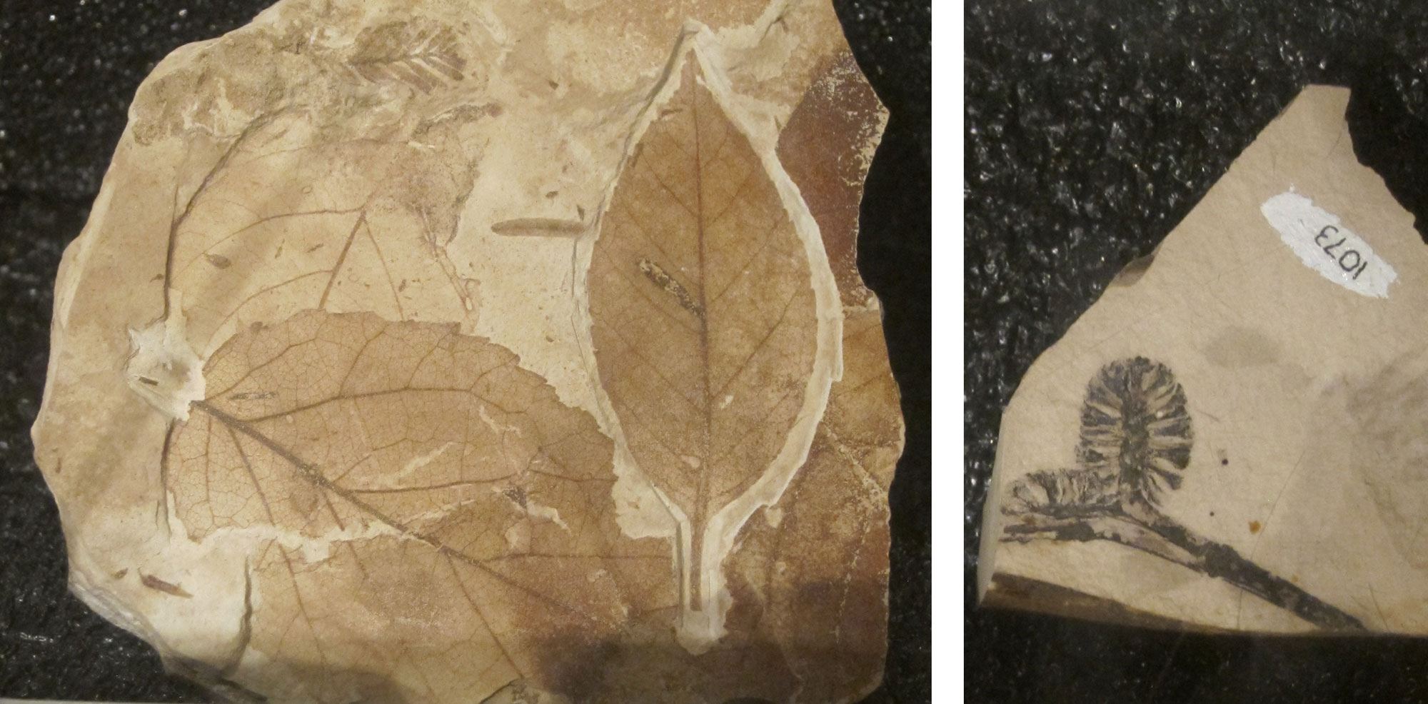 2-panel figure showing photos fossils of alder form the Oligocene John Day Formation. Panel 1: Alder leaves. The leaves are simple with pinnate venation and a toothed margin. Panel 2: A branch with two so-called cones, really clusters of female flowers or fruits.