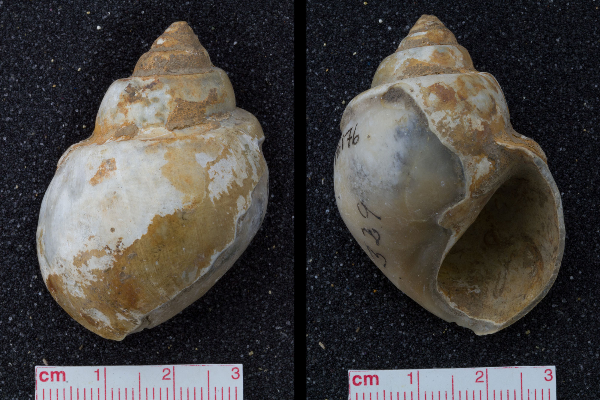 Photographs showing two views of an Eocene marine snail shell, spire pointed upward. The shell is a little over 3 centimeters wide.