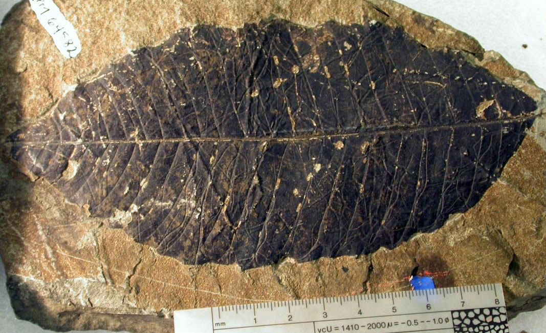 Photograph of a fossil angiosperm (flowering plant) leaf from the Eocene of Washington. The leaf is dark brown in color and oriented horizontally. It is elliptical in shape with a large midvein running down its center. Lateral veins are relatively straight and end at the edge of the leaf. The margin is toothed.