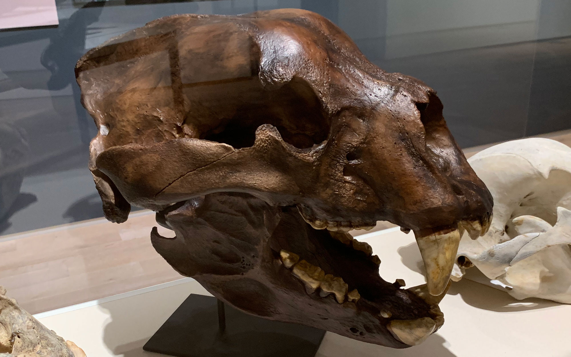Photograph of the skull of a short-faced bear from the Pleistocene of Alaska in a display case. The skull is robust with a short snout and large canine teeth.