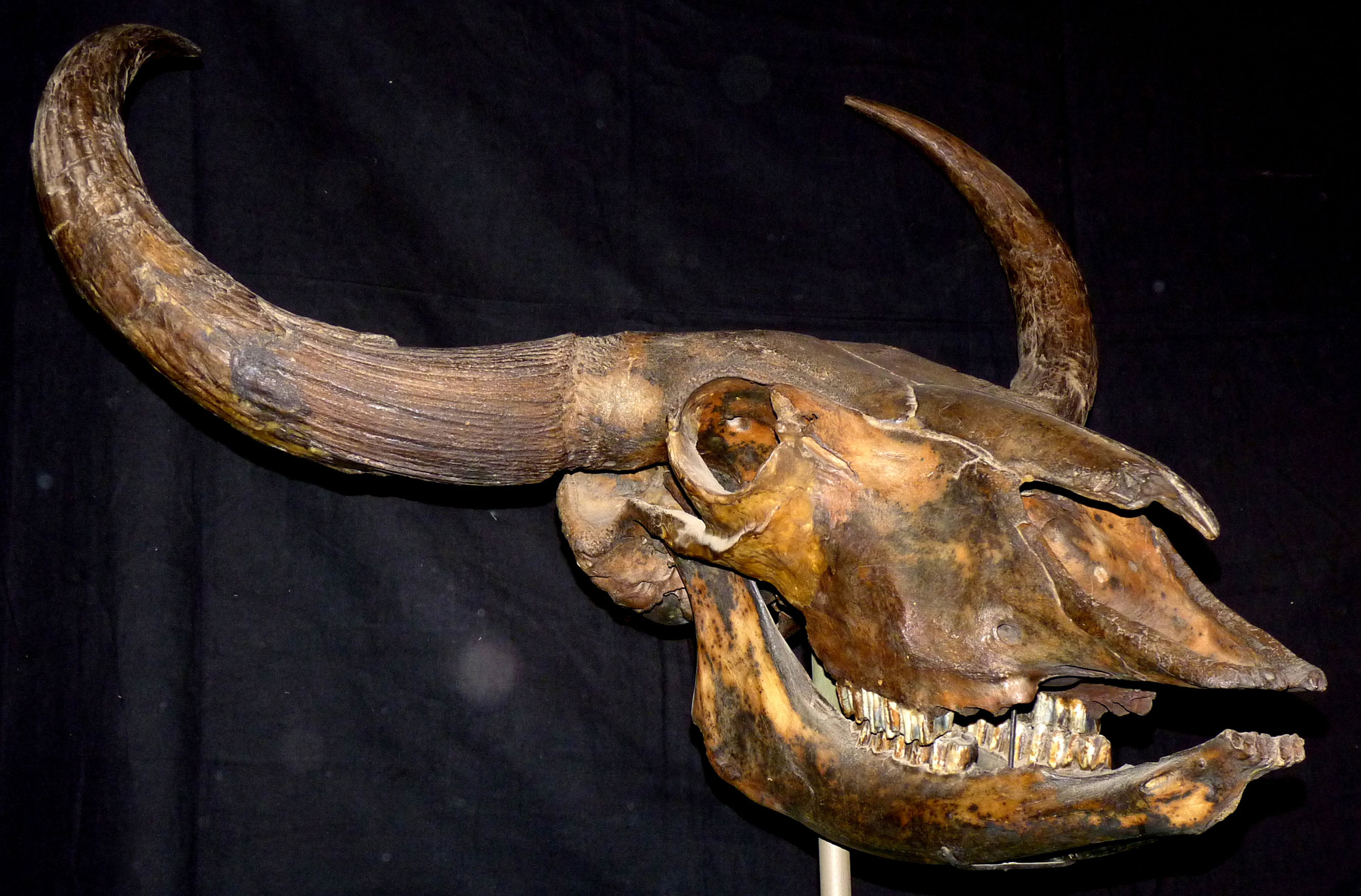 Photograph of the skull of a steppe bison the Pleistocene of Alaska against a black backdrop. The skull is dark brown and has large horns that curve outward and then upward. 