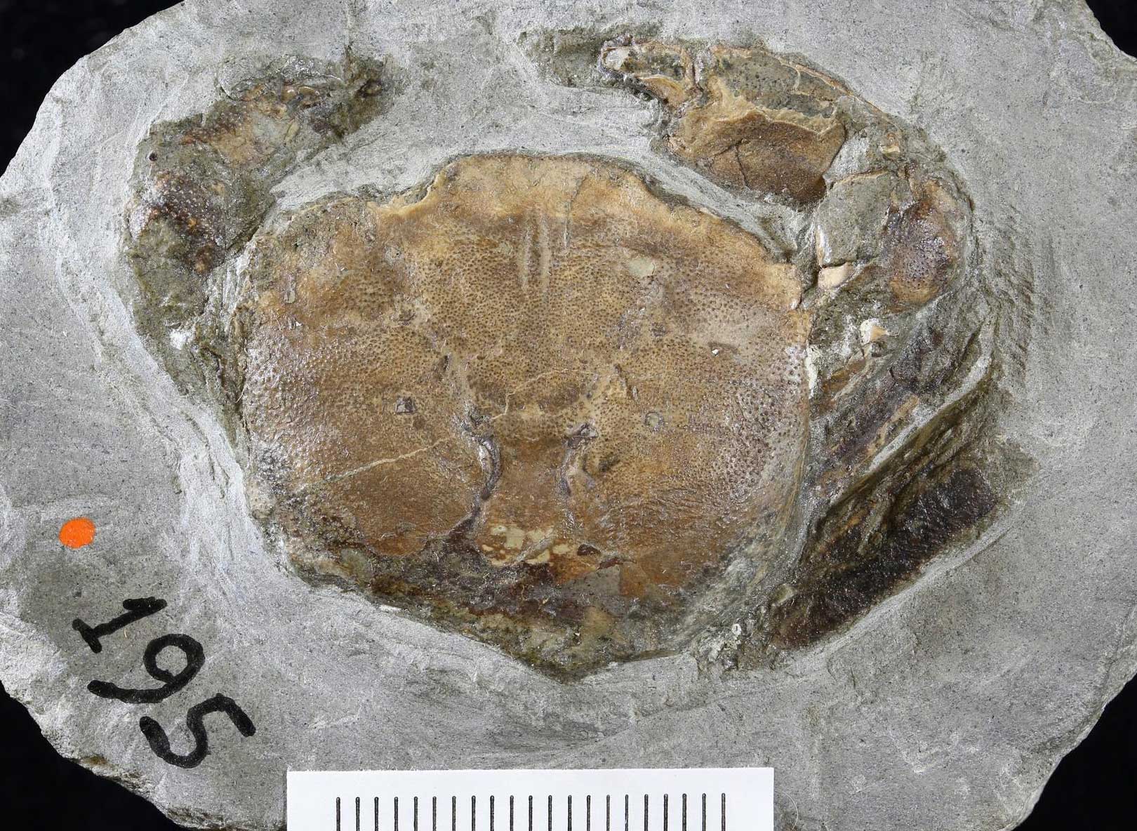 Photograph of a concretion containing a fossil crab from the Oligocene of Oregon. The concretion is a round, gray rock that has been spilt open to show a light brown crab. The body, part of the pinchers, and part of the legs of the crab on the right side of its body can be seen.
