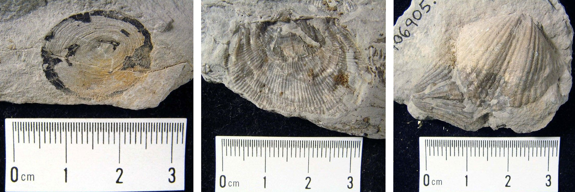 3-panel figure showing photographs of fossil brachiopods from the Pennsylvanian of Nevada. Panel 1: Orbiculoidea, a lingulate brachiopod with an oval shell with low concentric ridges or rings. Panel 2: Linoproductus, a D-shaped brachiopod shell with radiating ridges. Panel 3: A spirifer branchiopod shell with radiating ridges and a central fold.
