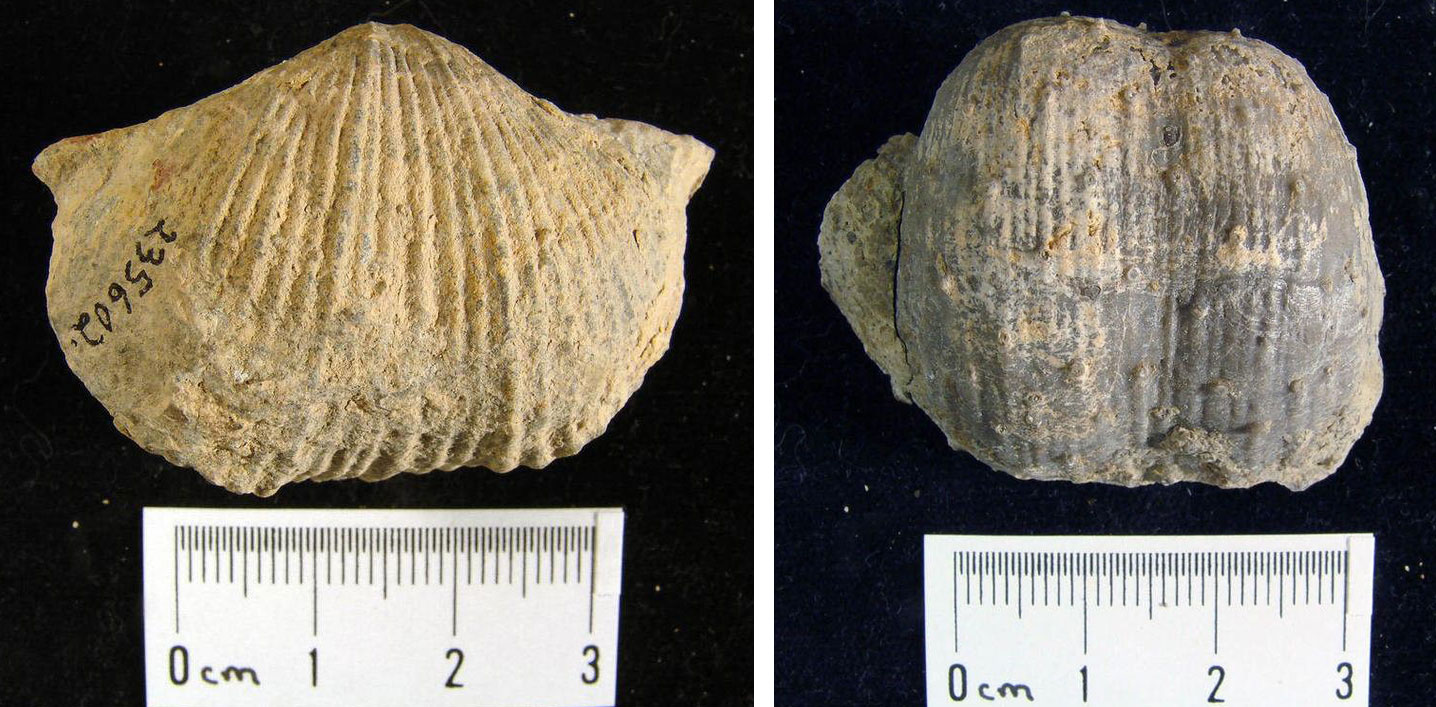 2-panel figure of photographs of brachiopods from the Permian of Nevada. Panel 1: Spirifer rockymontanus, a brachiopod with radiating ridges and slight extensions at the edges of the hinge. Panel 2: Productus inflatus, a brachiopod with a very rounded shell with short spines.