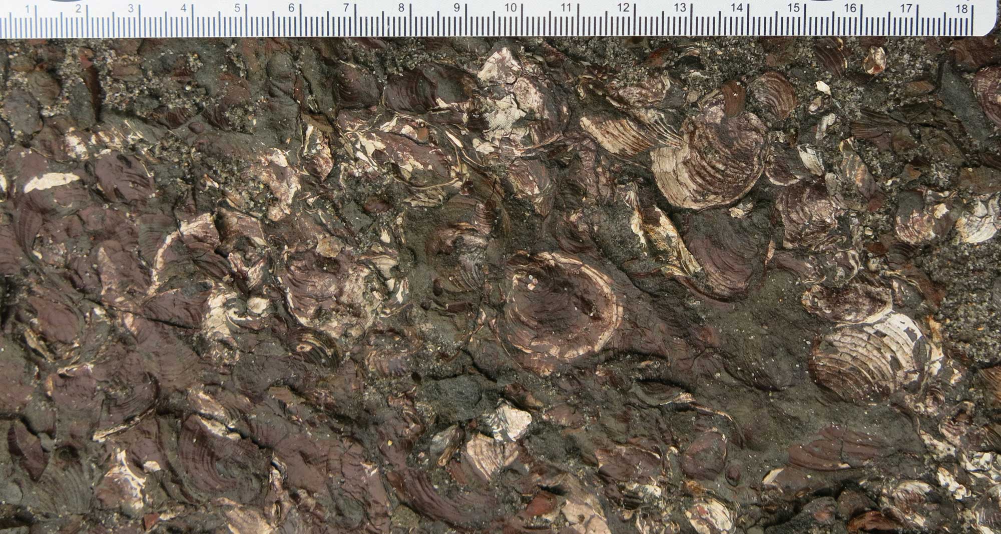 Photograph of a dark brown rock in which the white shells of a bivalve can be seen. A ruler at the top of the image measures 18 centimeters and extends nearly the entire image width.
