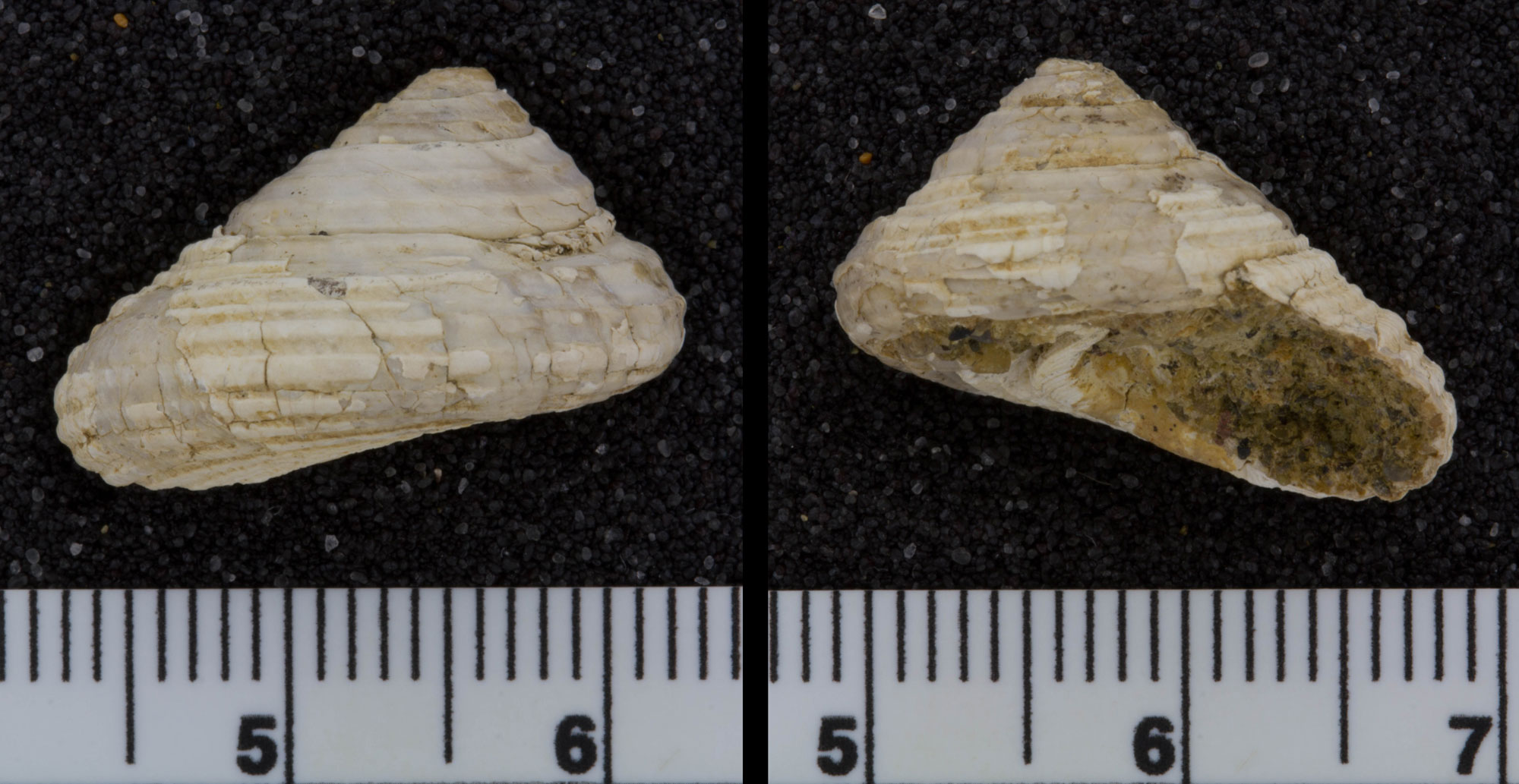 Photos showing two views of a fossil top snail shell. The shell is show with its apex pointed upward and is wider than it is long. The shell is estimated at 2 centimeters wide based on a ruler provided for scale.