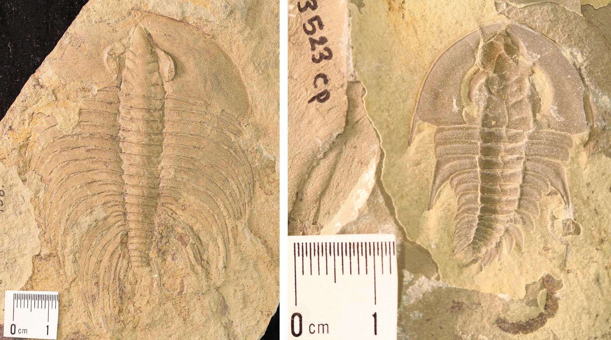 2-panel image of Cambrian trilobites from Nevada. Panel 1: A large trilobite with backwards-pointing spines on the sides of its body. Panel 2: A small trilobite (about 2 centimeters long) with a few short backward-pointing spines on the sides of its body.
