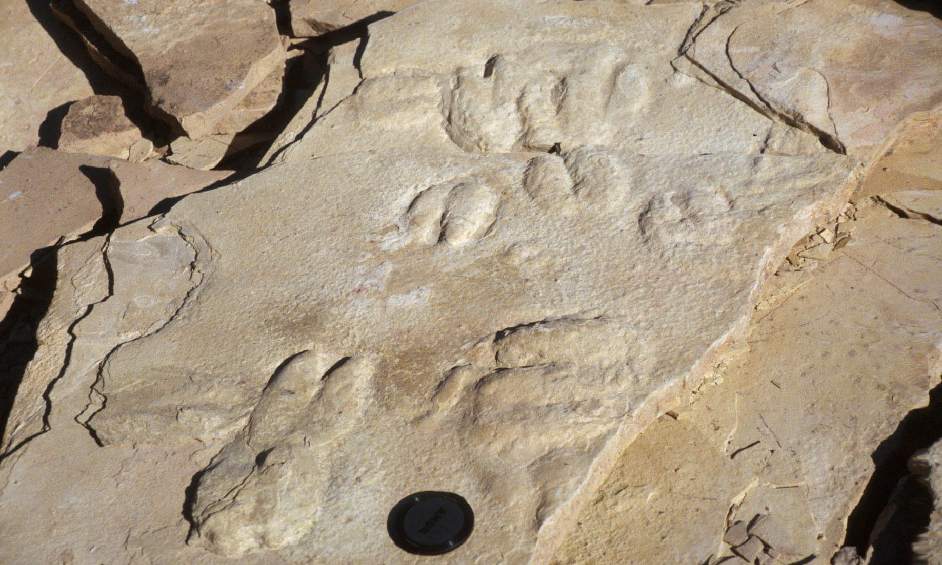 Photograph of the impressions of camel feet preserved in light brown stone. The hoofprints are each made up of two oval indentations, reflecting the two toes of the camel hoof.