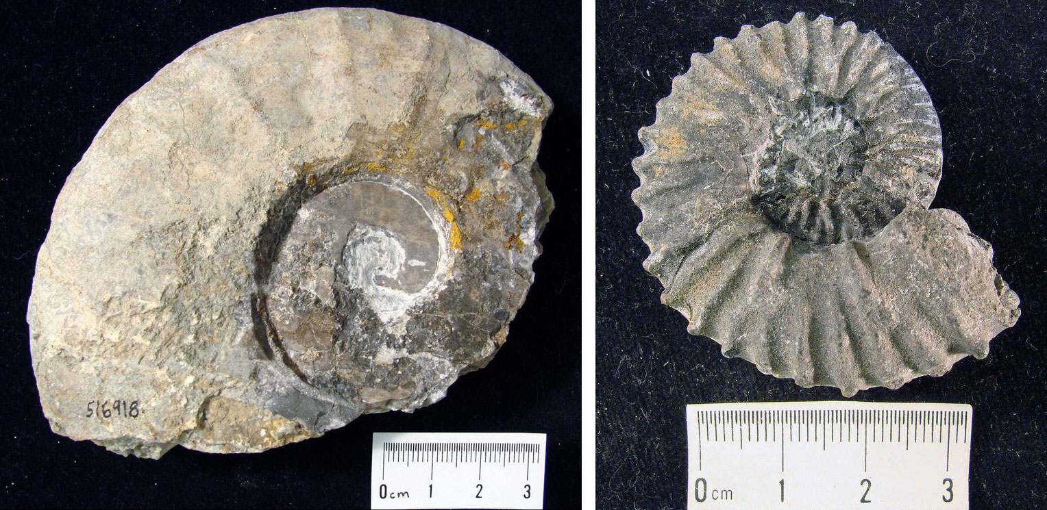 2-panel image of photographs of fossil ammonoid shells. Both shells spiral tightly in a single plain. Panel 1: An Early Triassic ammonoid with a shell that has low radiating ribs. Shell is about 9 cm across. Panel 2: A Middle Triassic shell with prominent radiating ribs. Shell is a little over 3 centimeters across.