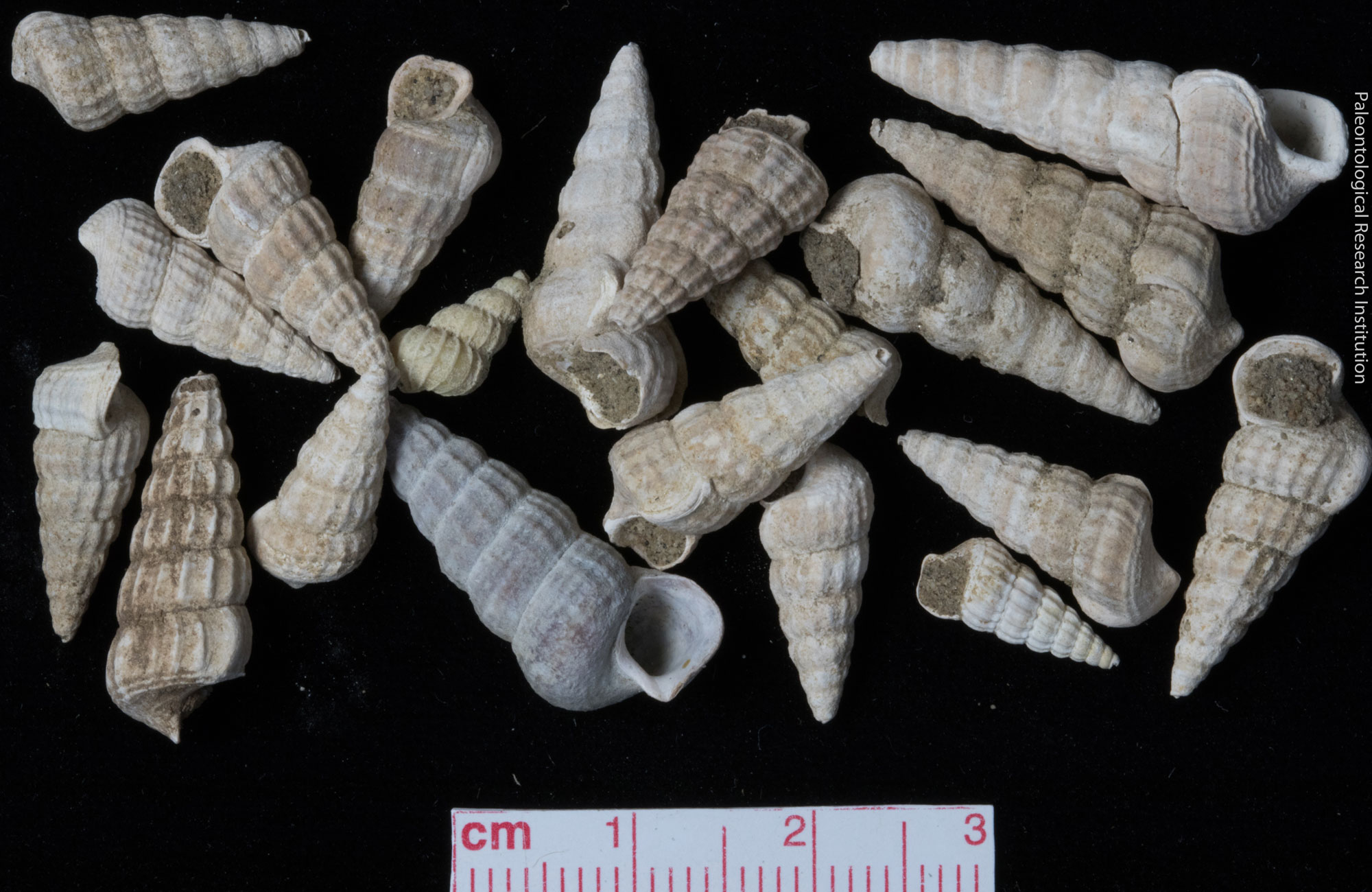 Photograph of a group of horn snail shells from the Pleistocene of California. The shells are elongated and narrow with a series of longitudinal ridges running around each turn of the shell. The photo shows about 20 shells that are randomly arranged. 