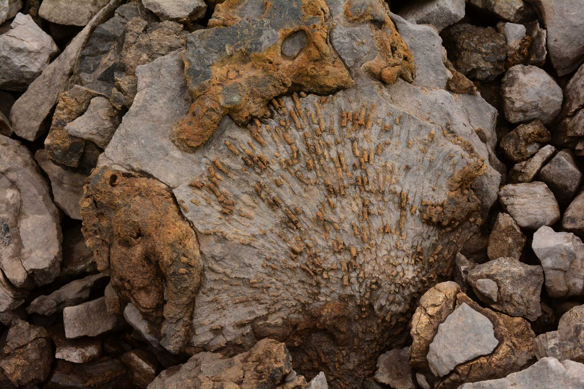 Photograph showing a chunk of gray rock with orange-brown, raised, tube-like areas that are the remains of a fossil coral. The fossil sits on a bed of gravel.