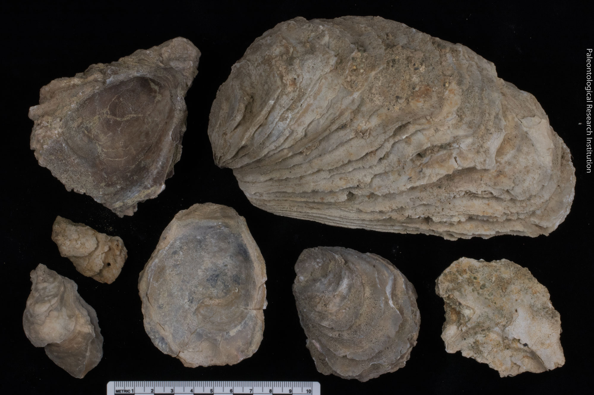 Photograph of a group of oyster shell vales from the Miocene of California. The shells are slightly to much longer than wide. The outer surface has a series of ridges with slightly irregular edges. The photo shows 7 valves of various sizes.