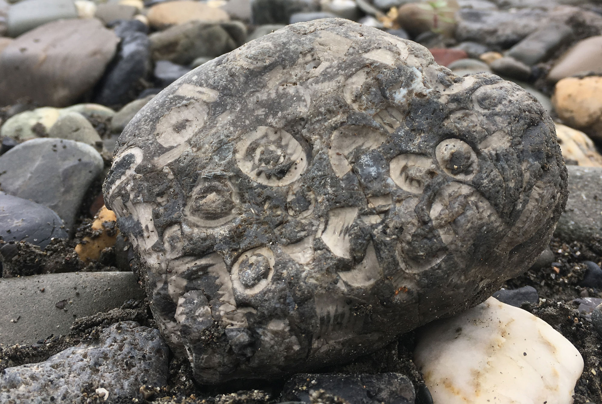 Photograph of gray stone on a riverbank with eroded crinoid segments embedded in it. The crinoid pieces are off-white and contrast with the background color of the stone.