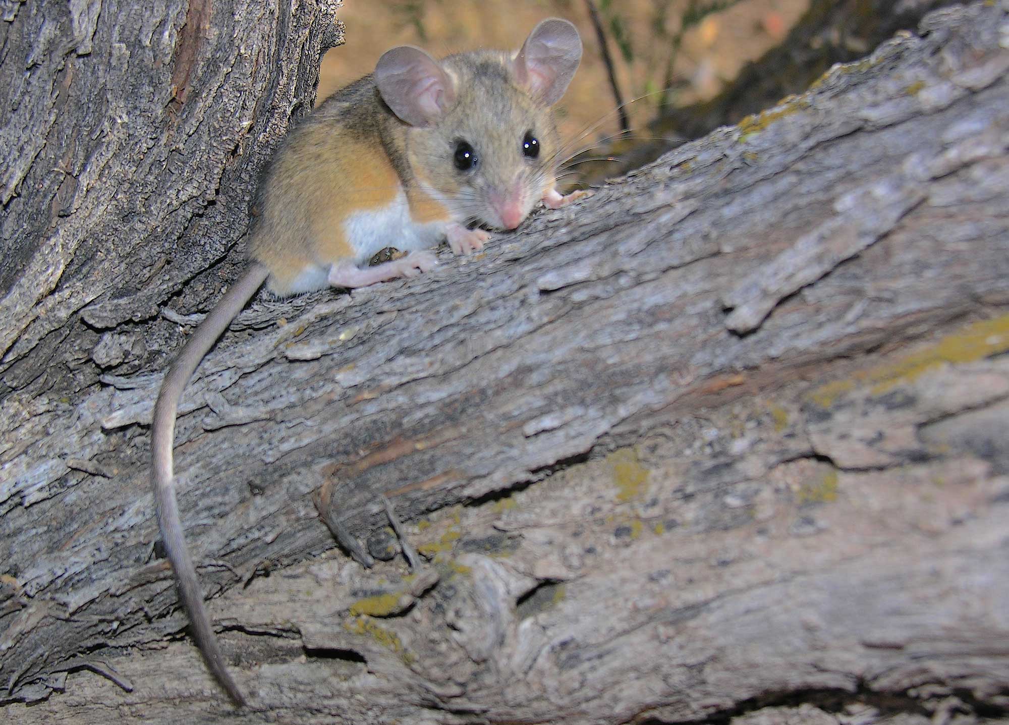 Photograph of a light brown dear mouse with a white belly sitting on a log.