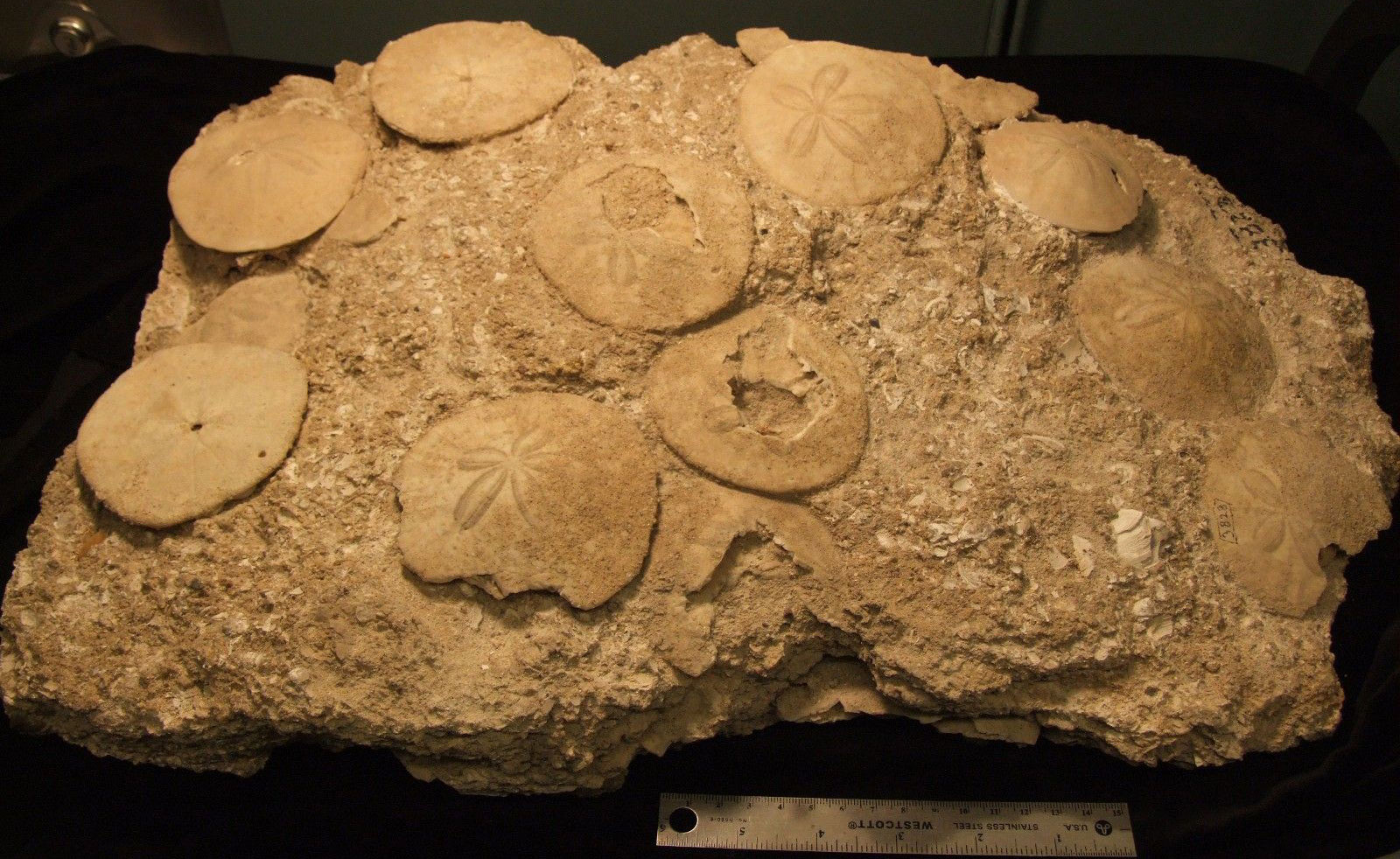 Photograph of sand dollars from the Pliocene of La Jolla, California. The specimen is a chunk of sandy rock matrix with fragments of bivalve shell embedded in it. Multiple large, relatively complete sand dollars are exposed on the surface. 