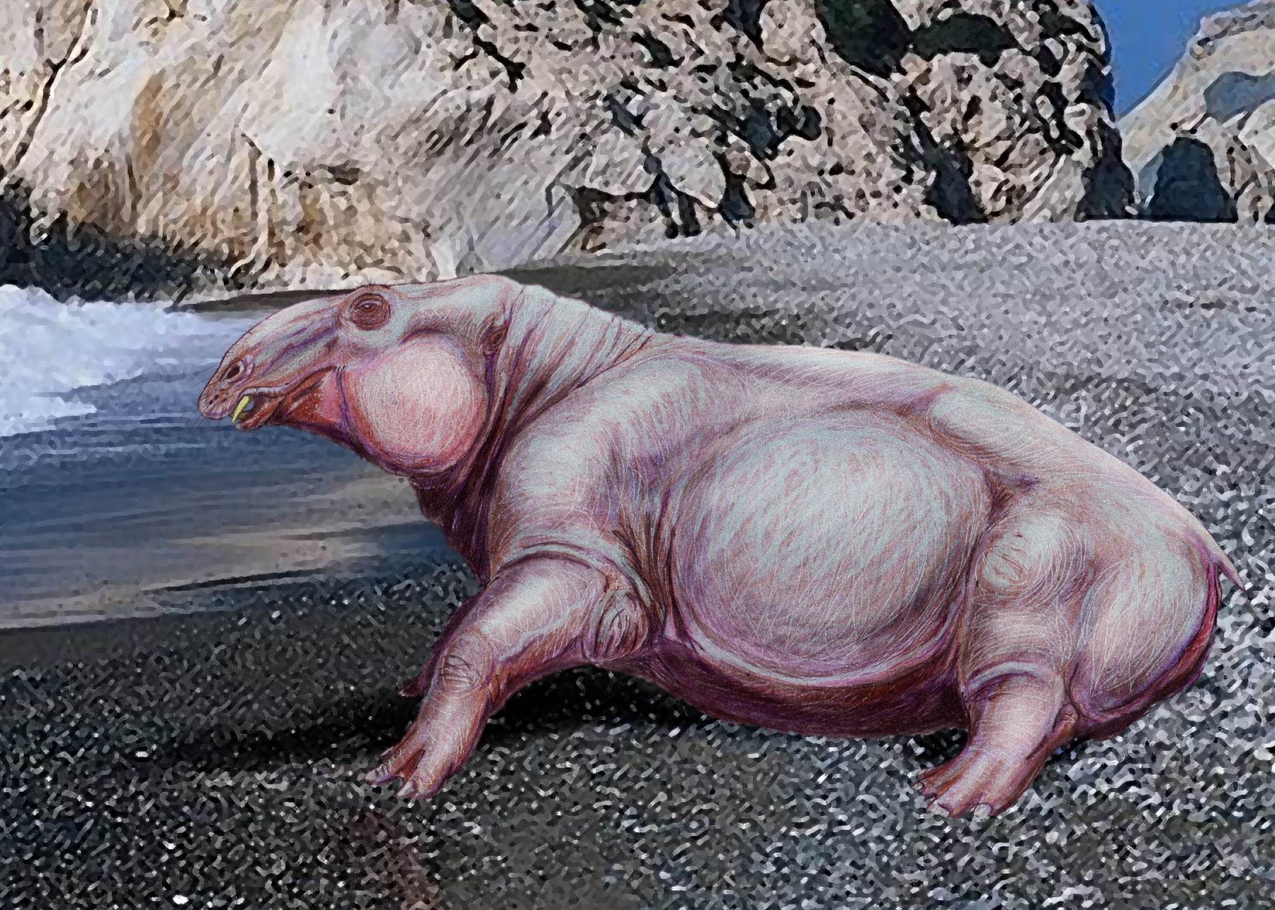 Drawing reconstracting a desmostylian sitting on a beach. The desmostylian is hippo-like, with four short legs, a barrel-like body, a large lead, and a short tail. A small tusk can be seen protruding from the upper jaw.