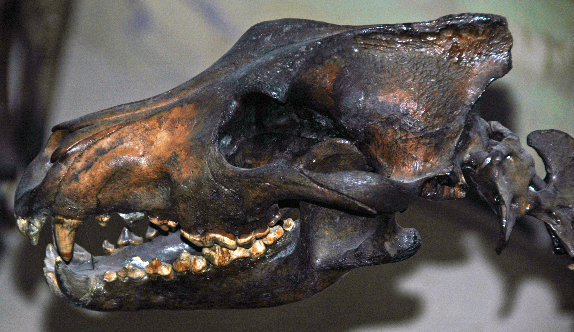 Photograph of the skull of a dire wolf. The skull varies from brown to black in color. It is dog-like with sharp teeth.