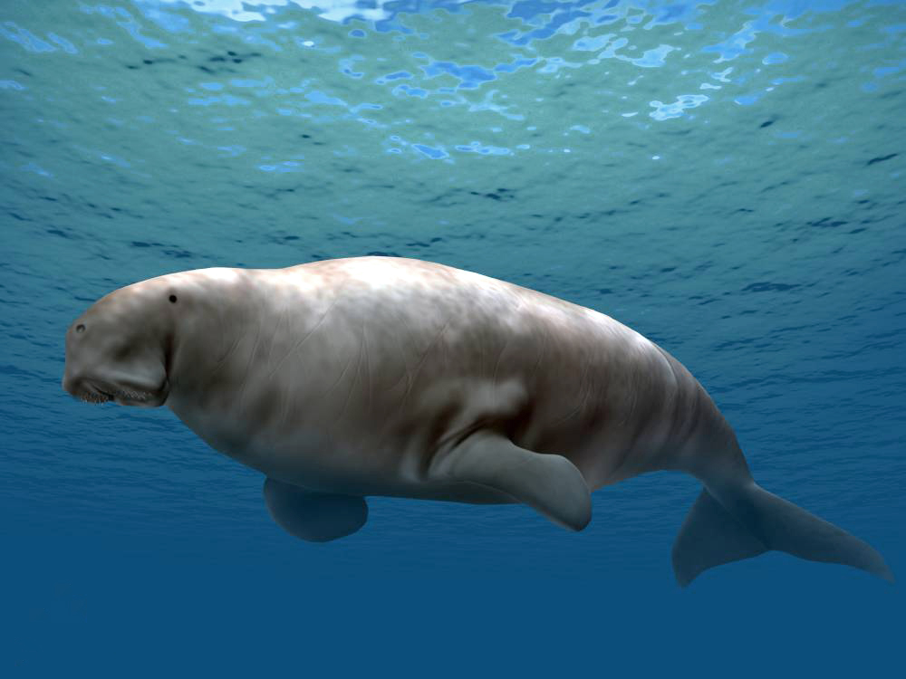 Illustration reconstructing the sea cow Dusisiren from the Miocene to Pliocene of California. The animal is gray in color with a barrel-like body, two front flippers, and no hindlimbs. The tail has horizontally oriented flukes. The head has small eyes near the top, nostrils in the front, and a mouth on the underside. The mouth appears to be flanked by short whiskers.