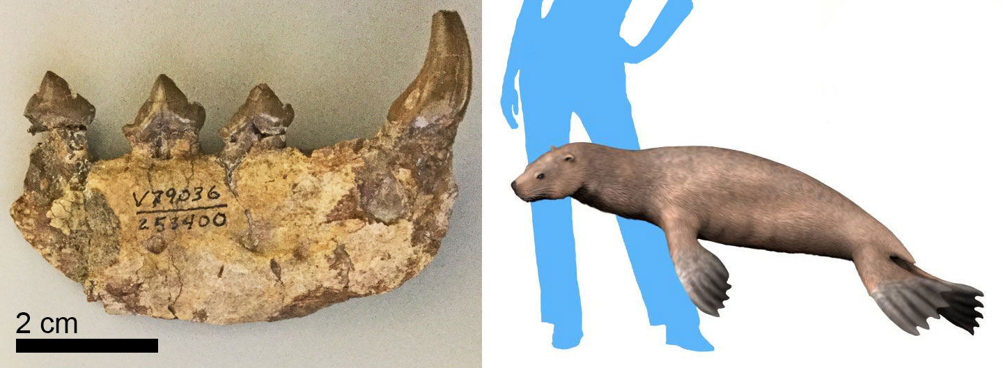 2-Panel image of the early pinniped Enaliarctos. Panel 1: Photograph of a partial fossil jaw iwth 3 molars and a canine tooth. Panel 2: Reconstruction of Enaliarctos mealsi, an early pinniped. The animal looks like a small eared seal.