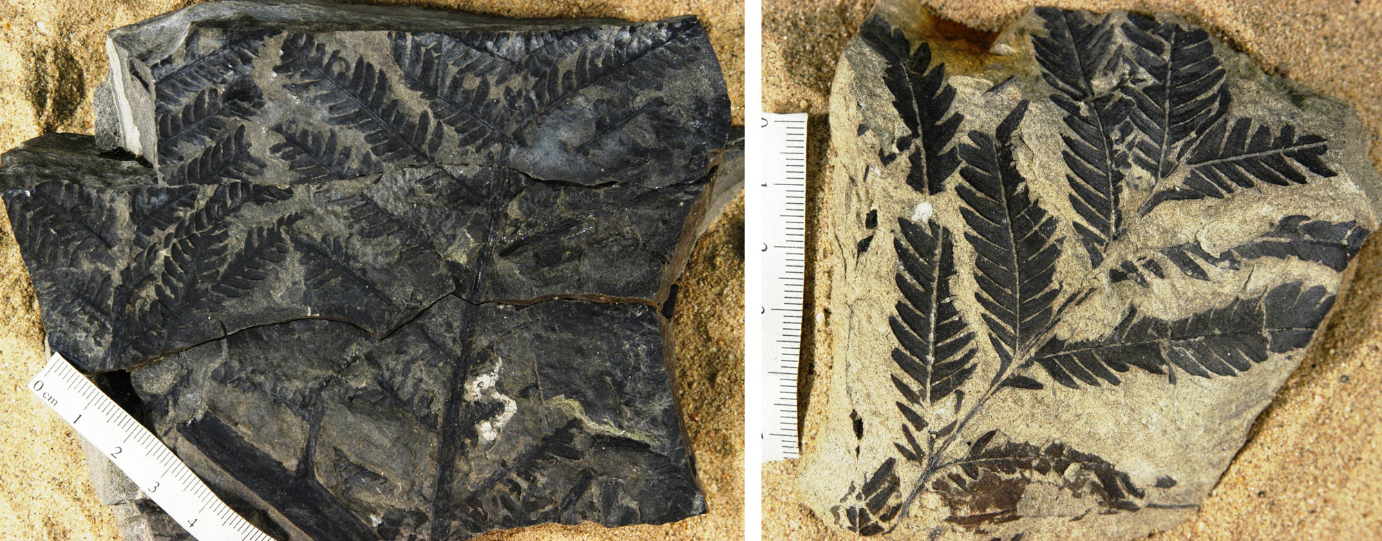 2-panel image of photos of fossil fern leaves from the Early Cretaceous of Washington. Panel 1: Fronds from a member of the royal fern family. Each frond has a central rachis with lateral pinnae, each bearing pinnules (leaflets). Panel 2: Frond of a member of the forking fern order, with a central rachis and lateral pinnae, each bearing pinnules.