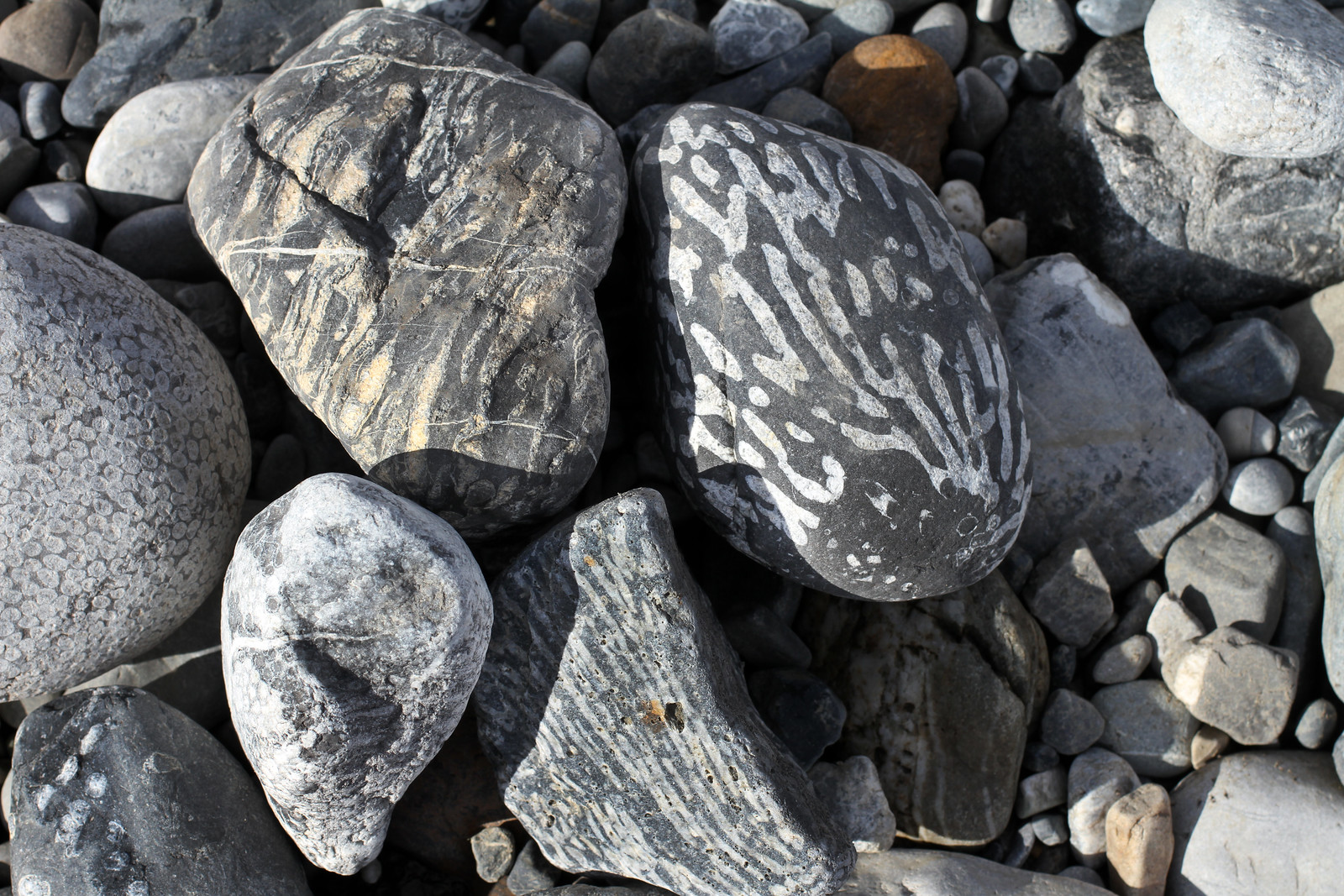 Photograph of dark gray, rounded stones on a beach with white fossils corals embedded in them. The corals mainly look like elongated white streaks or lines. In one case, the coral looks like closely packed white circles.